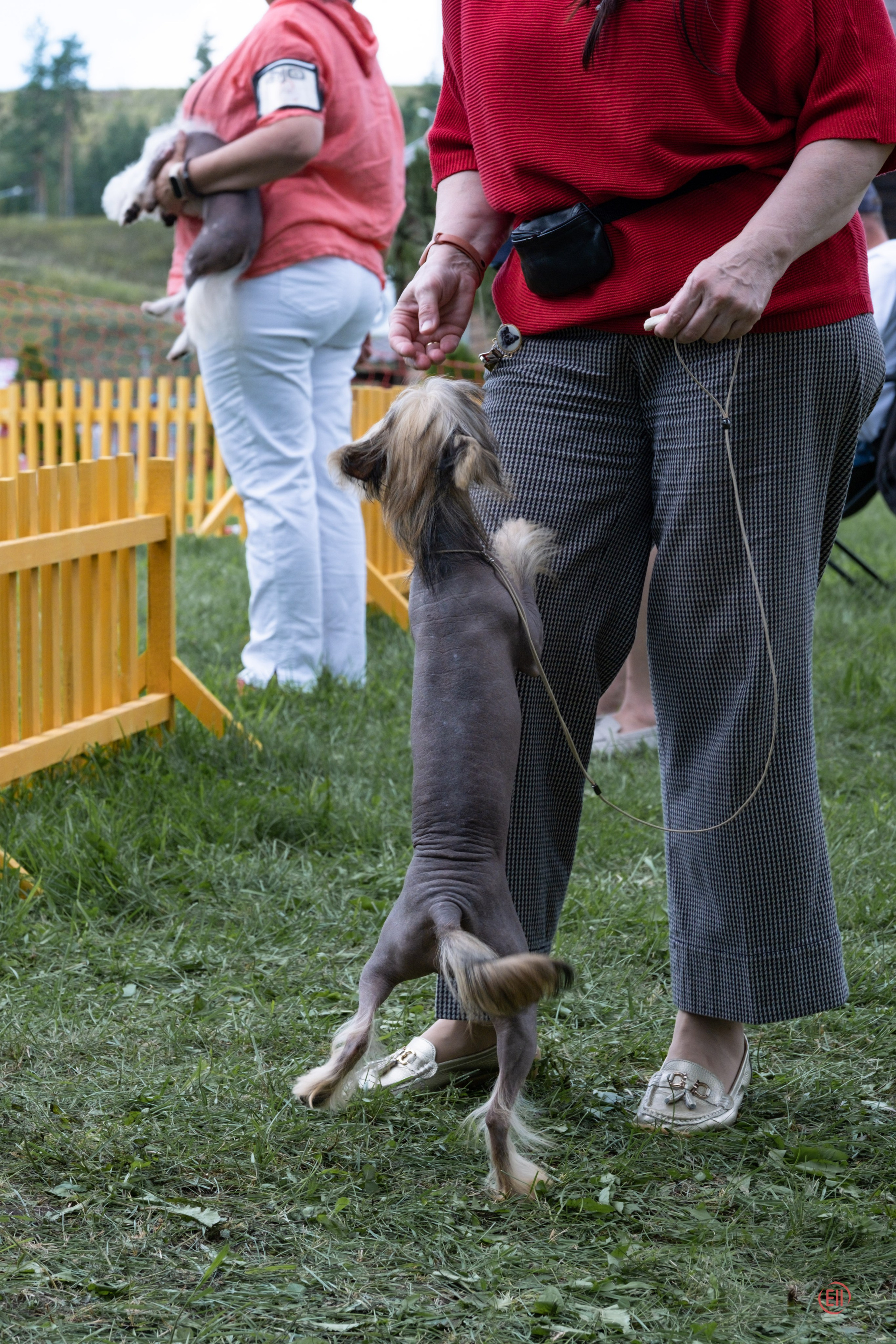 Липецк. Выставка собак. Питомник китайских хохлатых собак Poale Ell: купить щенка