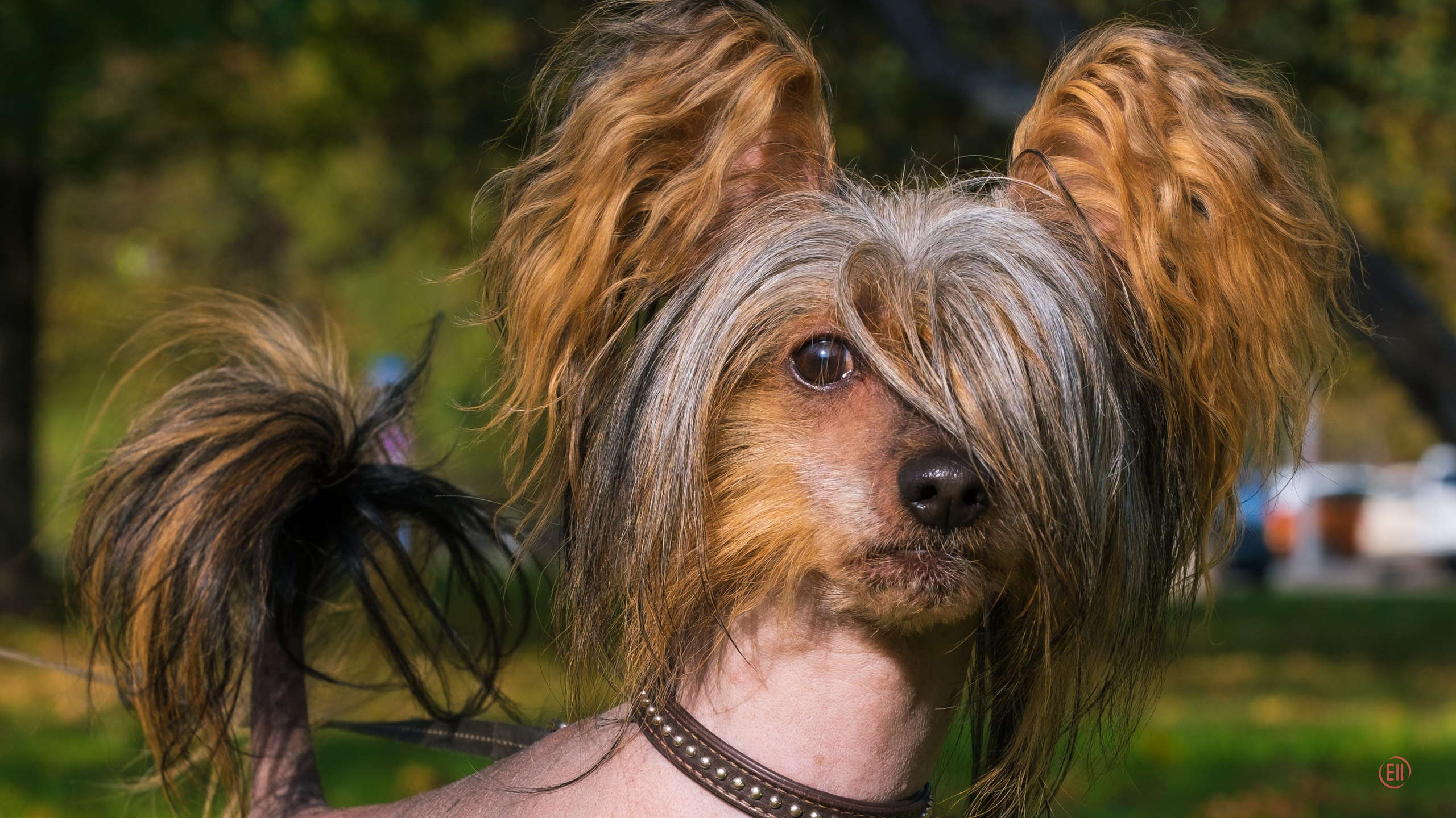 On a walk. Chinese Crested Dog Kennel Poale Ell