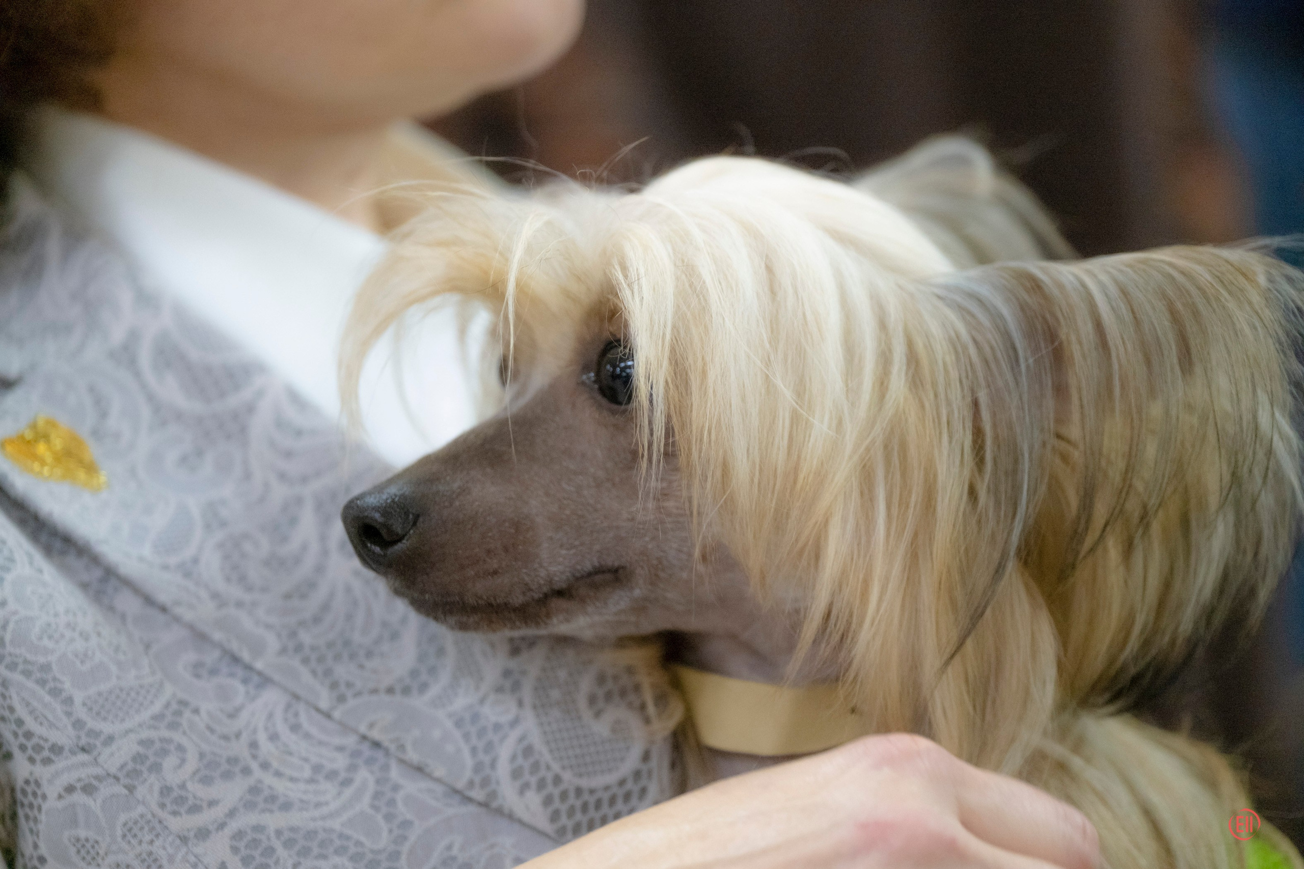 Poale Ell Cooper. Chinese Crested Dog Kennel Poale Ell