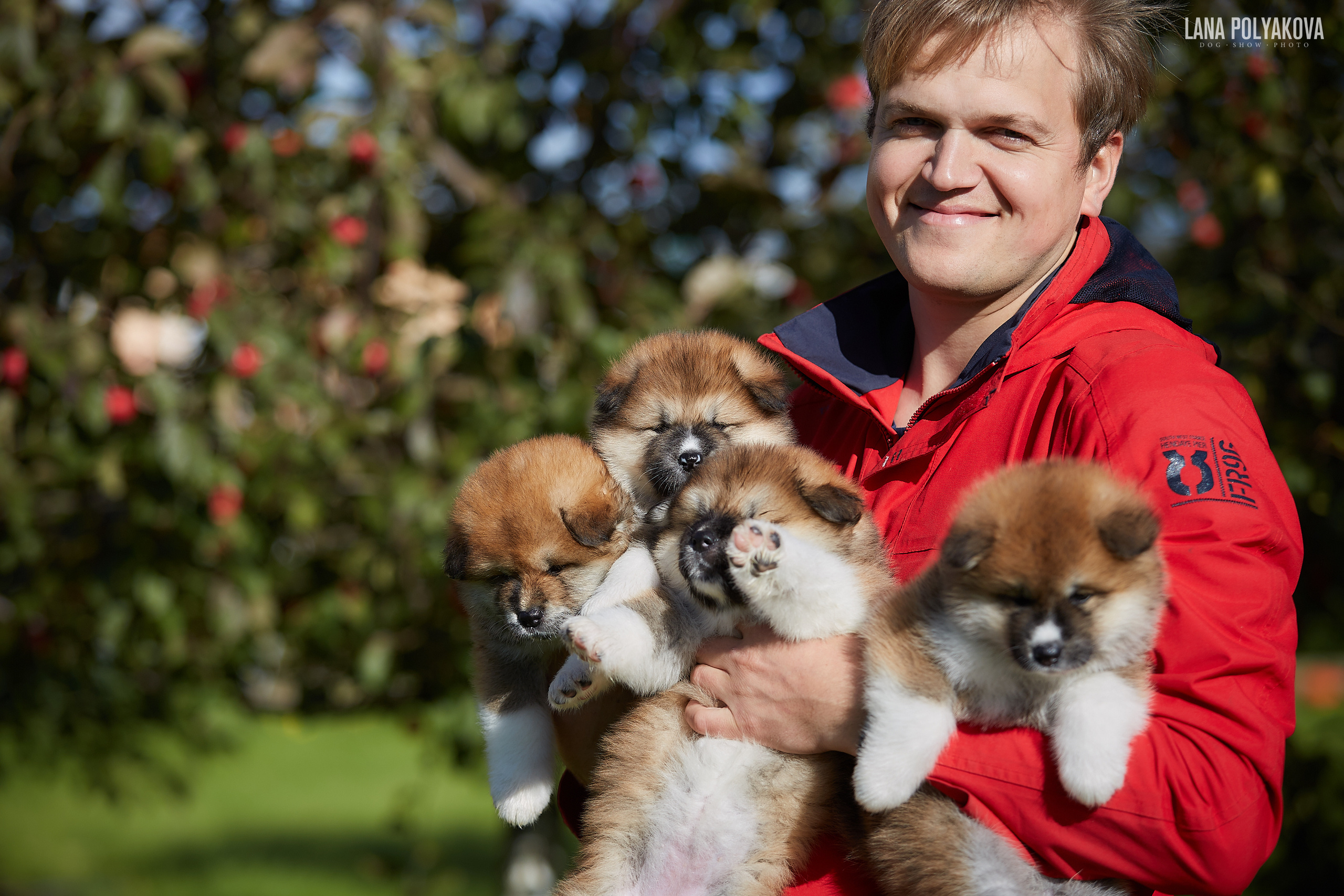 Фотосъемка щенков
Японская акита
Акита-ину