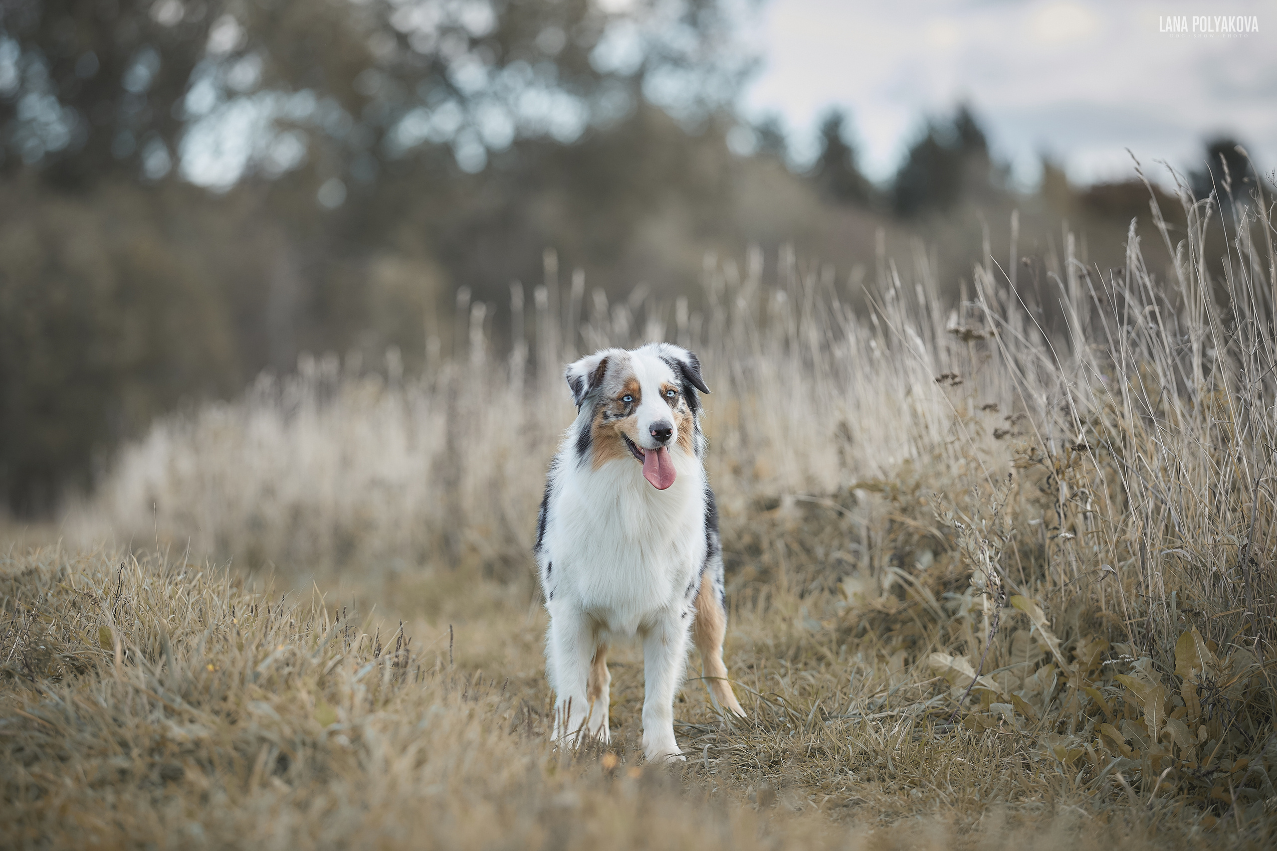 Выездная фотосессия собак на природе
Австралийская овчарка
Аусси