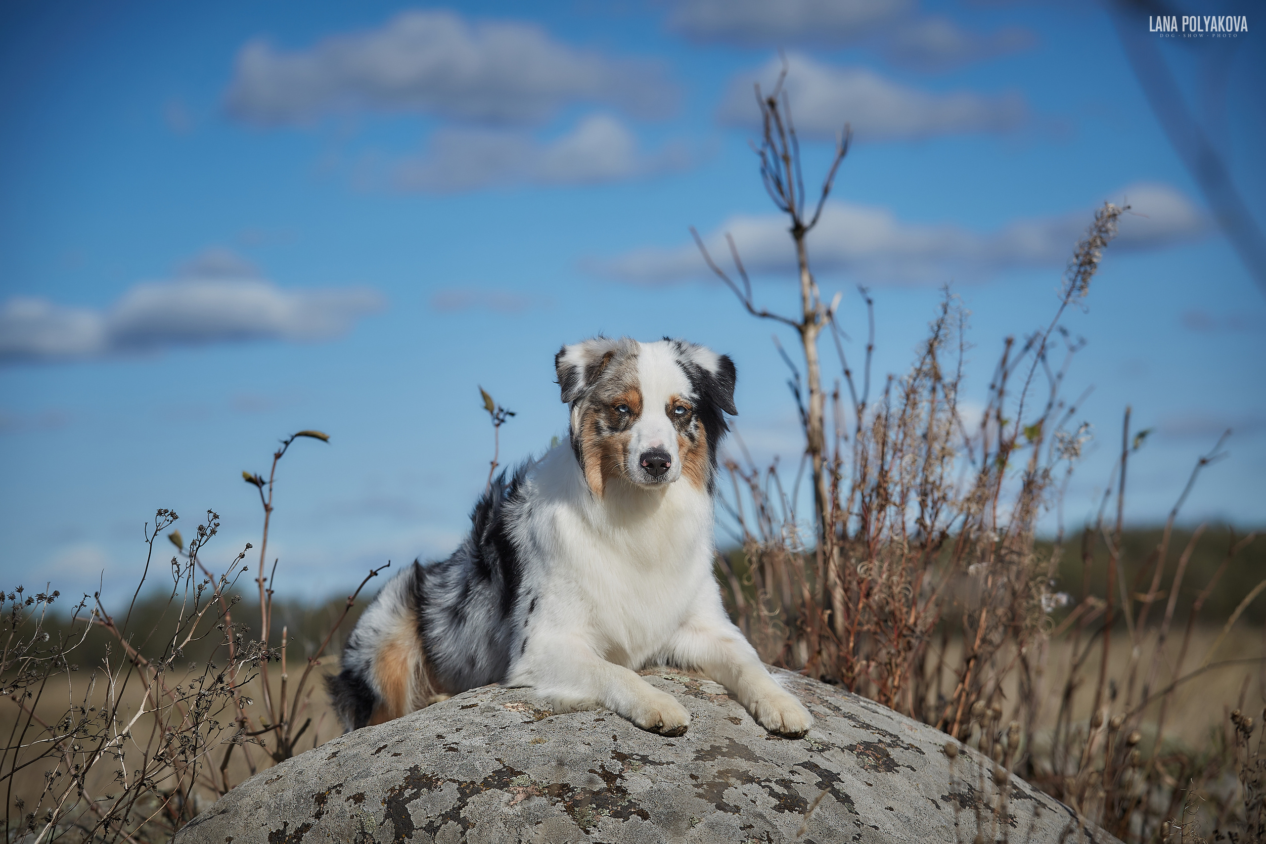 Фотосессия собак
Австралийская овчарка
Аусси