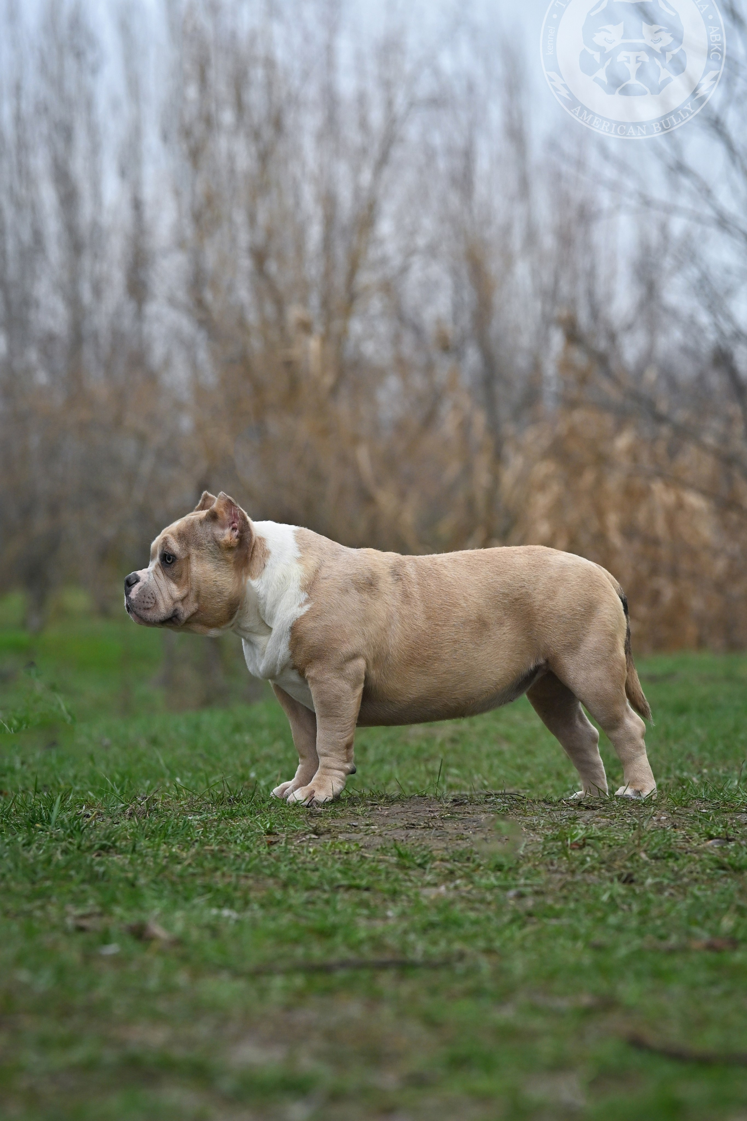 Все свободные щенки. Американский Булли в г. Ростов-на-Дону. Питомник THE POWER OF SIBERIA