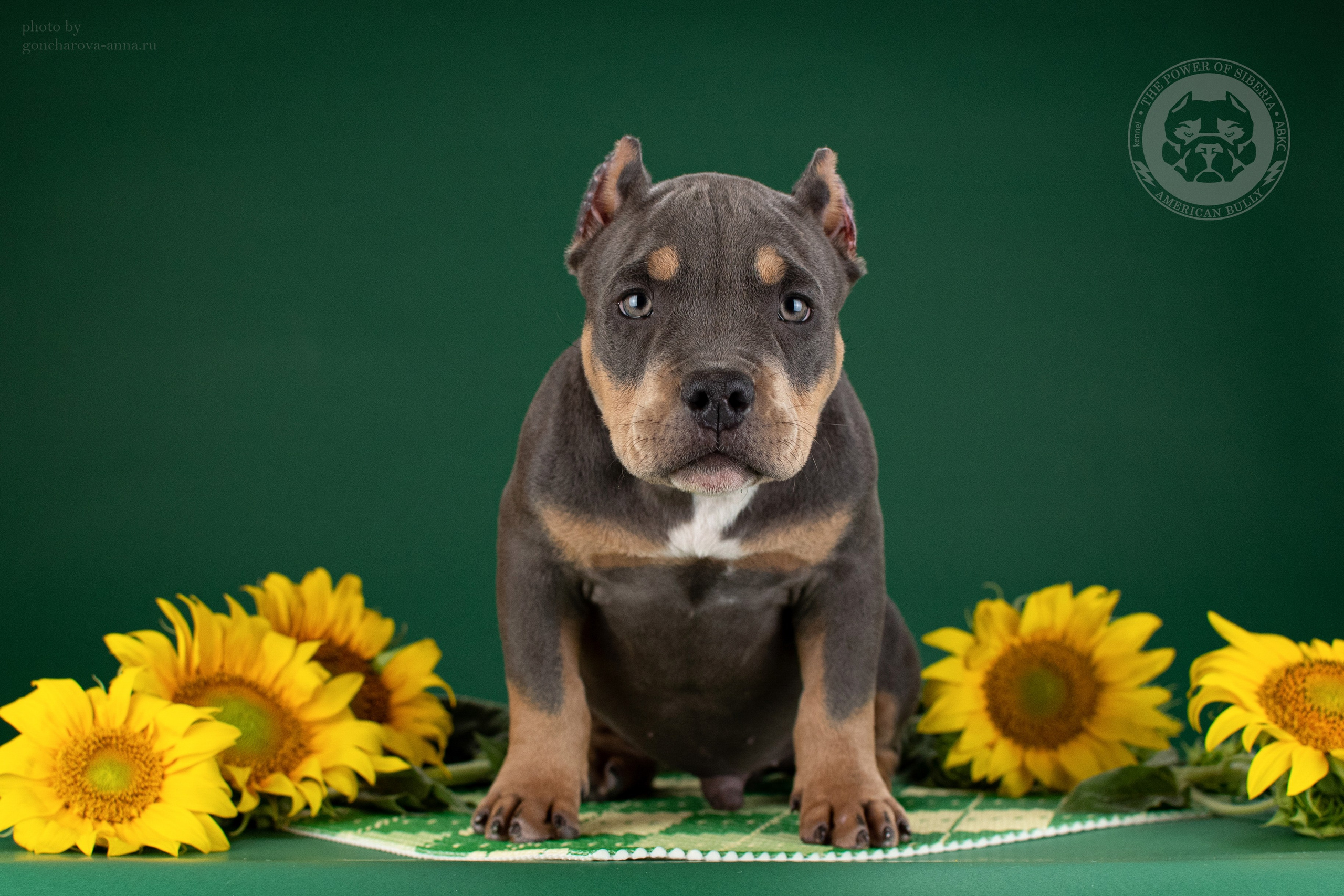 купить щенка в официальном питомнике Американских булли в Москве