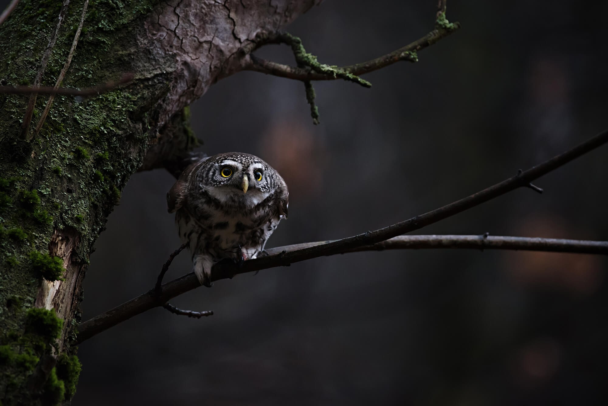 Фотограф животных и портретный фотограф в Москве Игорь Зубков
