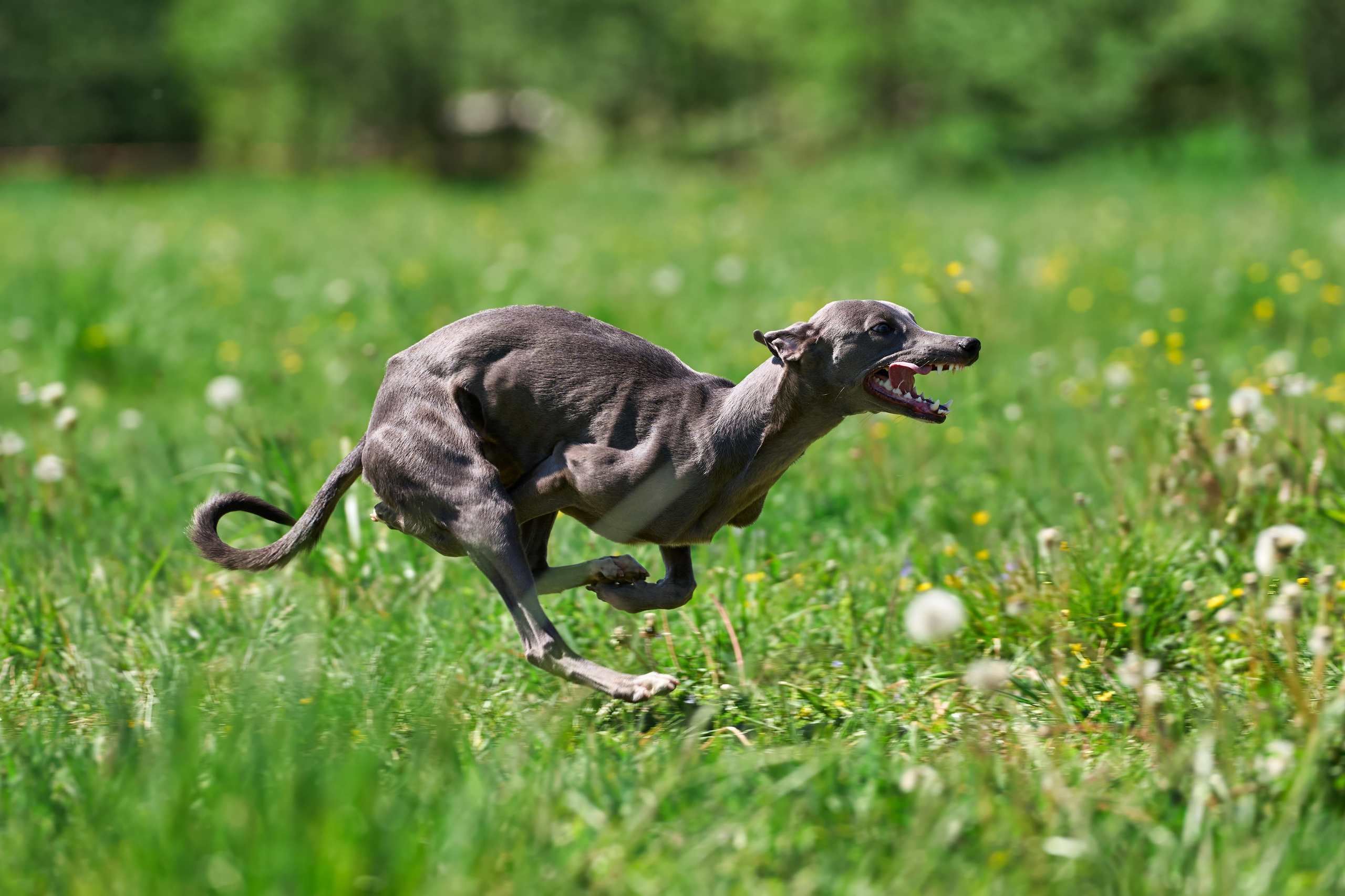 Тренировка по курсингу Донино. Фотограф-анималист Михаил Манухин