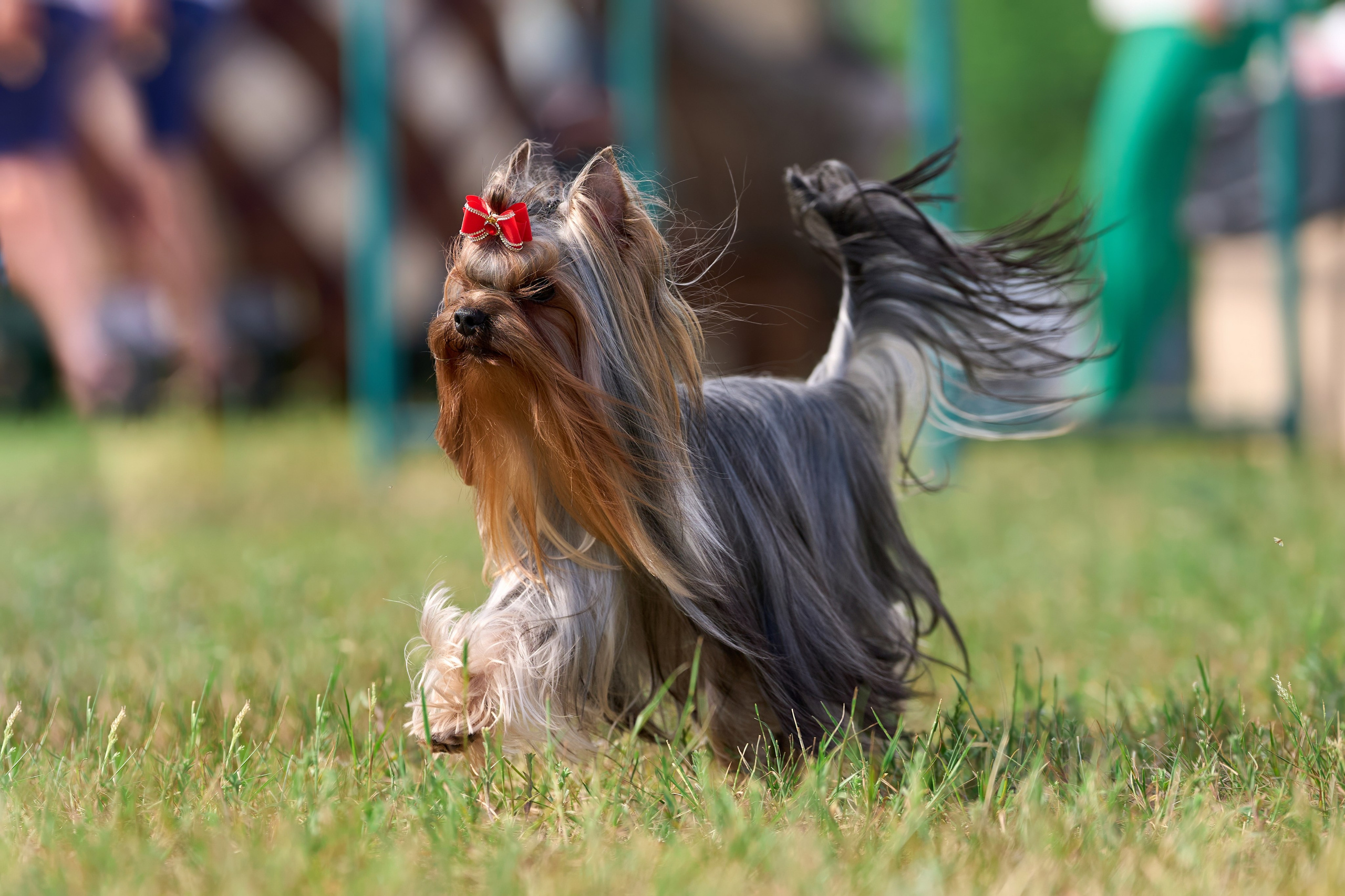 Выставка «ИЗ СОЗВЕЗДИЯ БОЛЬШОГО ПСА 2024». Фотограф-анималист Михаил Манухин