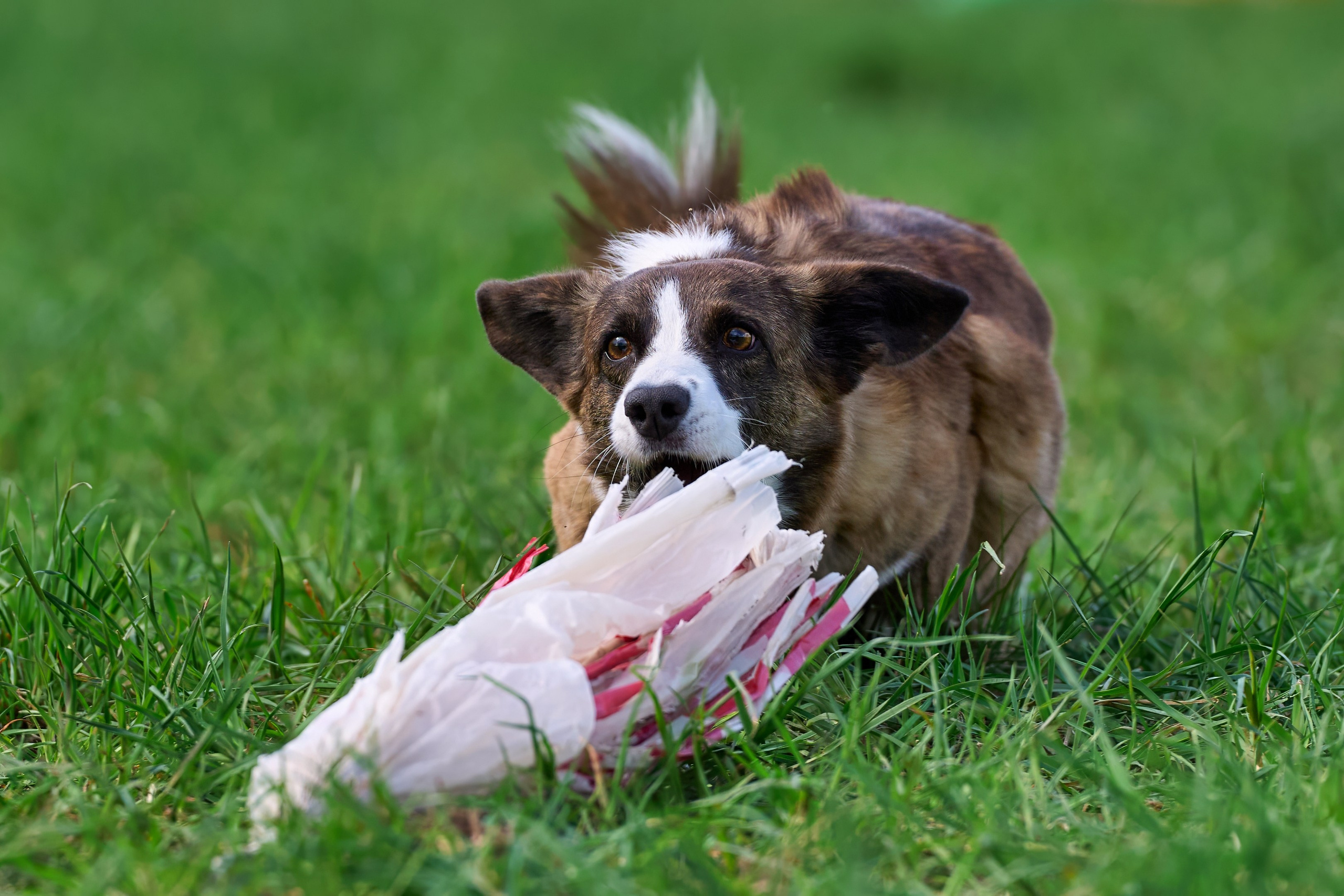 Тренировка по курсингу «на Ярославке». Фотограф-анималист Михаил Манухин
