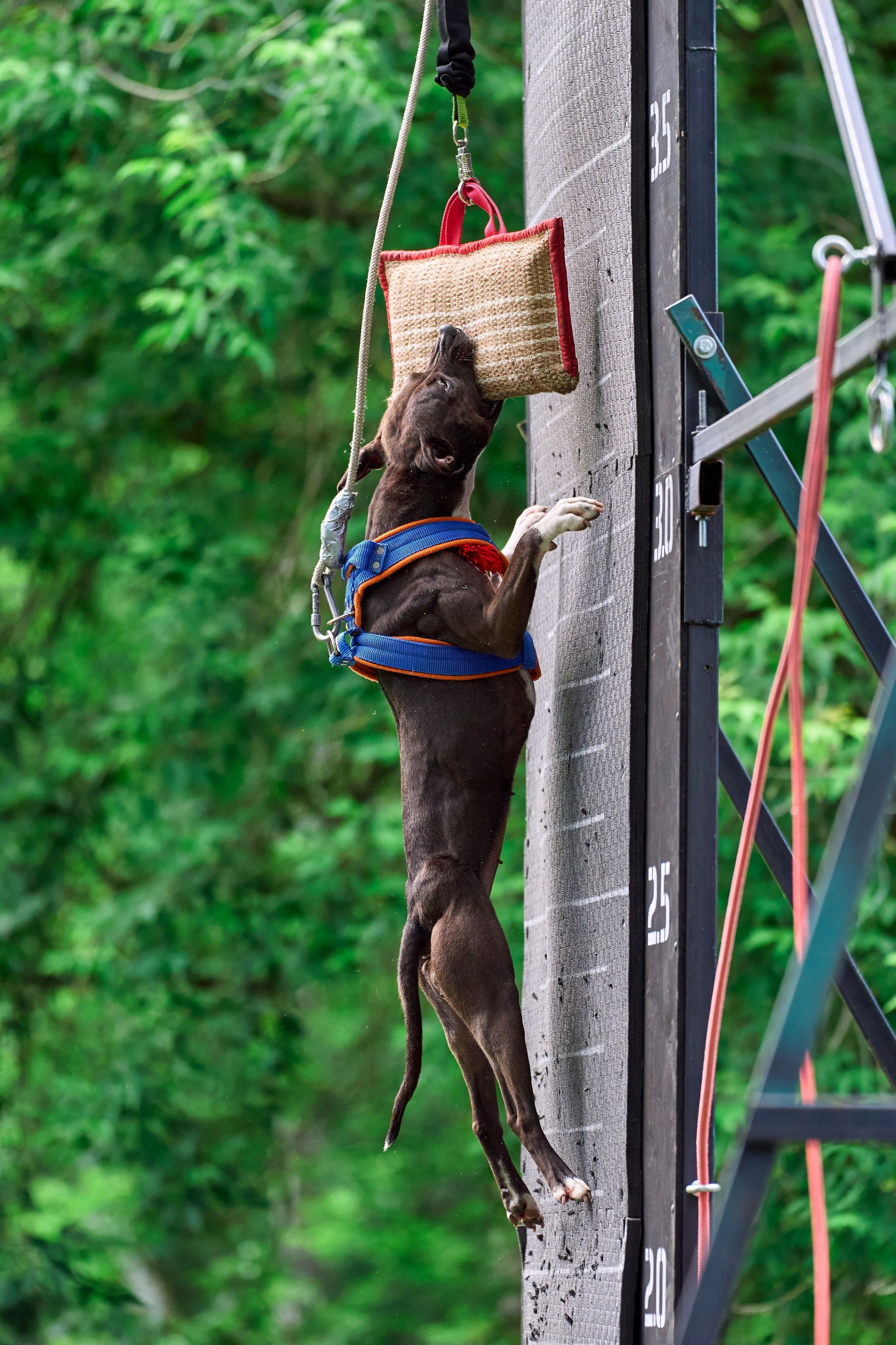 Двухдневные соревнования «Jump'n'Gym Fest — 2024». Фотограф-анималист Михаил Манухин