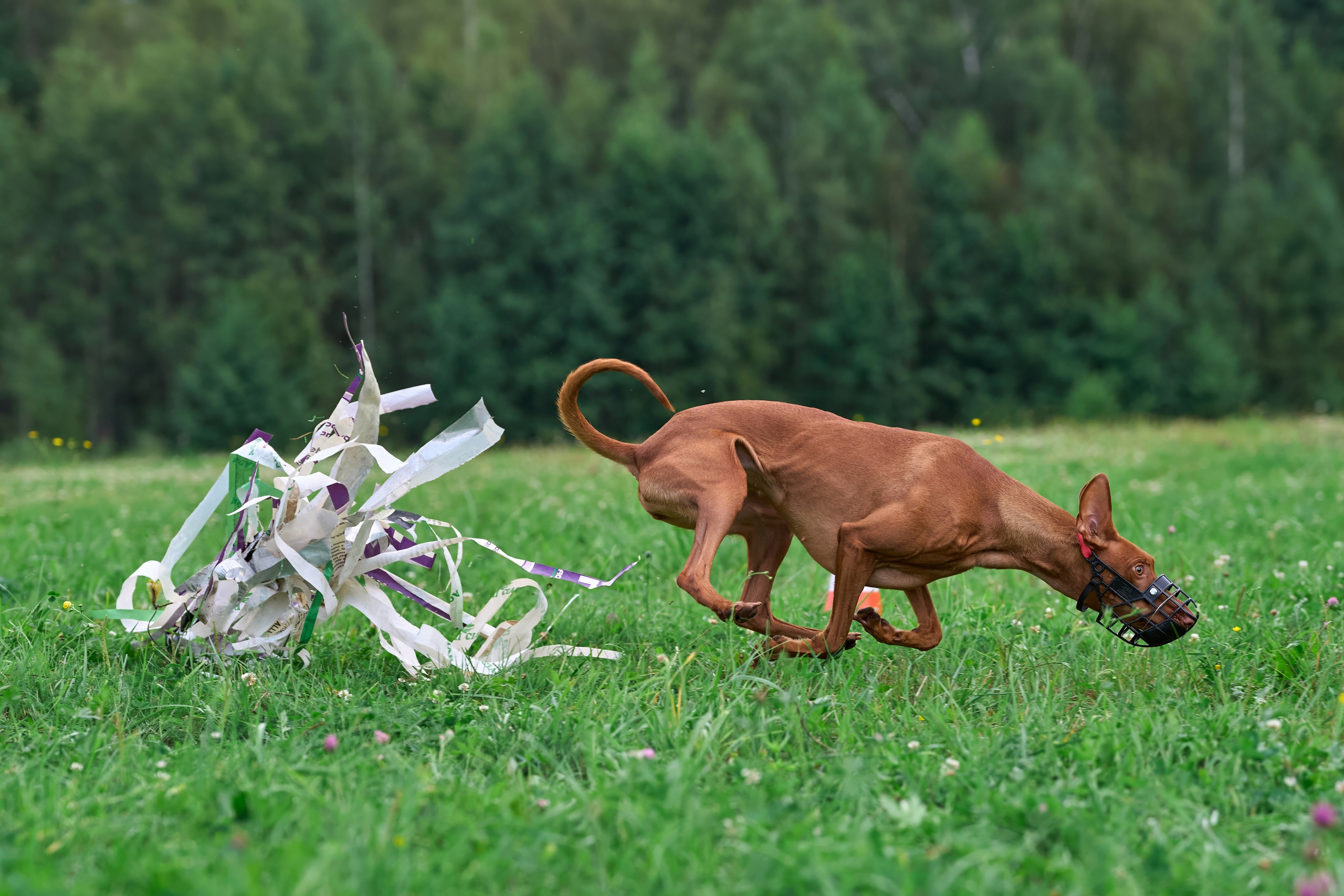 Тренировка в Донино. Фотограф-анималист Михаил Манухин