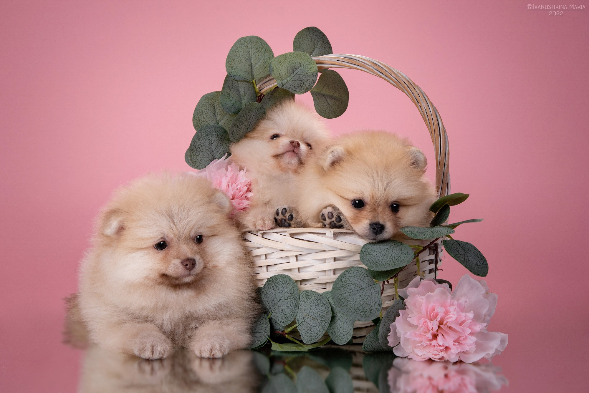 Фотосессия щенков на фонах. Фотограф собак в Москве и Московской области Иванушкина Мария