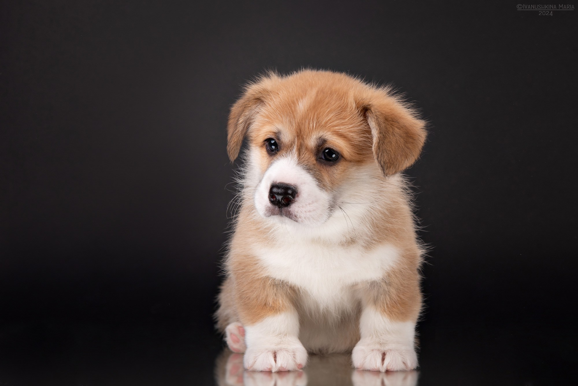 Фотосессия щенков на фонах. Фотограф собак в Москве и Московской области Иванушкина Мария