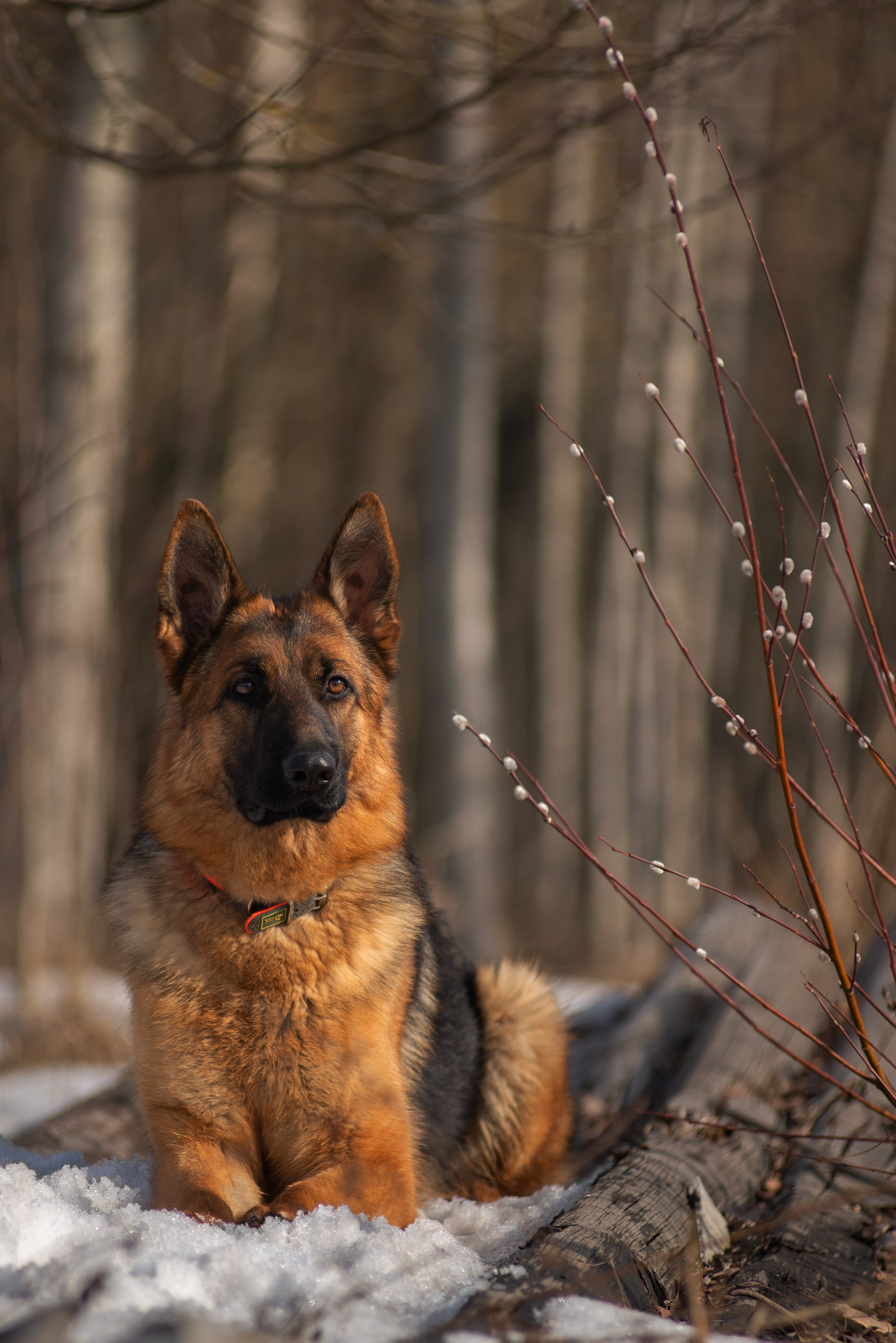 Онлайн-курс по съемке собак. Фотограф Анастасия Ветковская, Москва