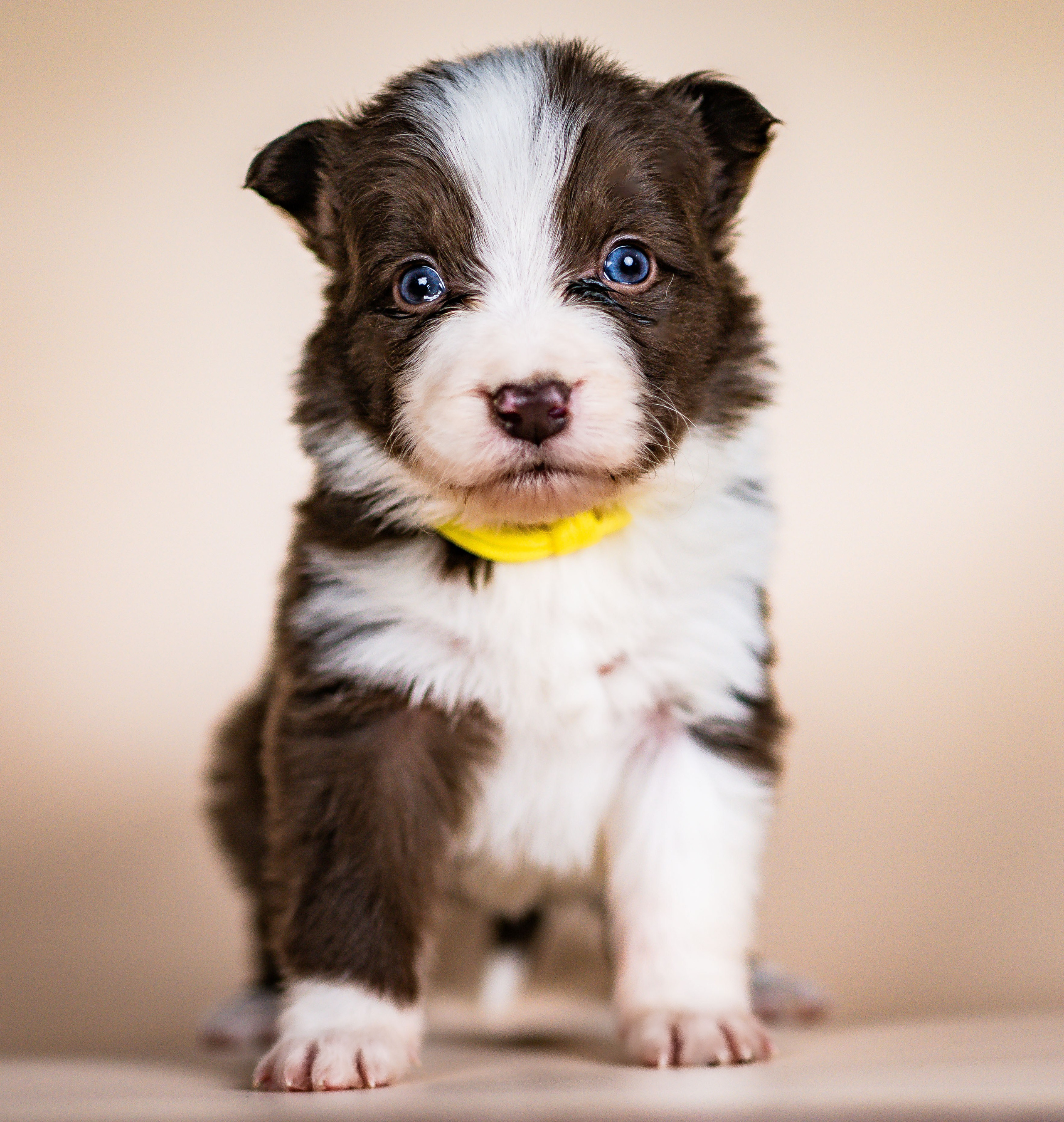 Фритсвит. Семейный фотограф Ефремова Виктория