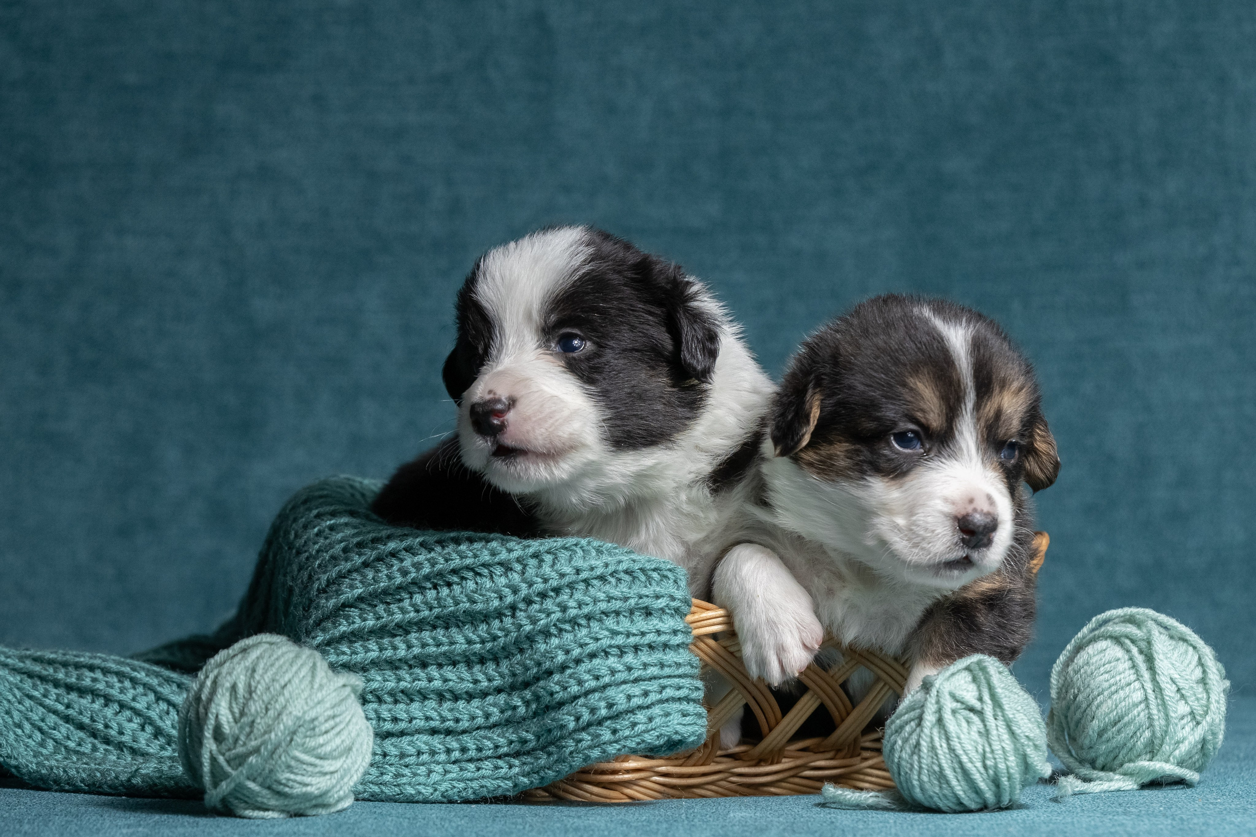 Купить щенка вельш корги кардиган из питомника Ice Fantasy. Купить щенка Вельш-корги-кардиган в семейном питомнике — Ice Fantasy