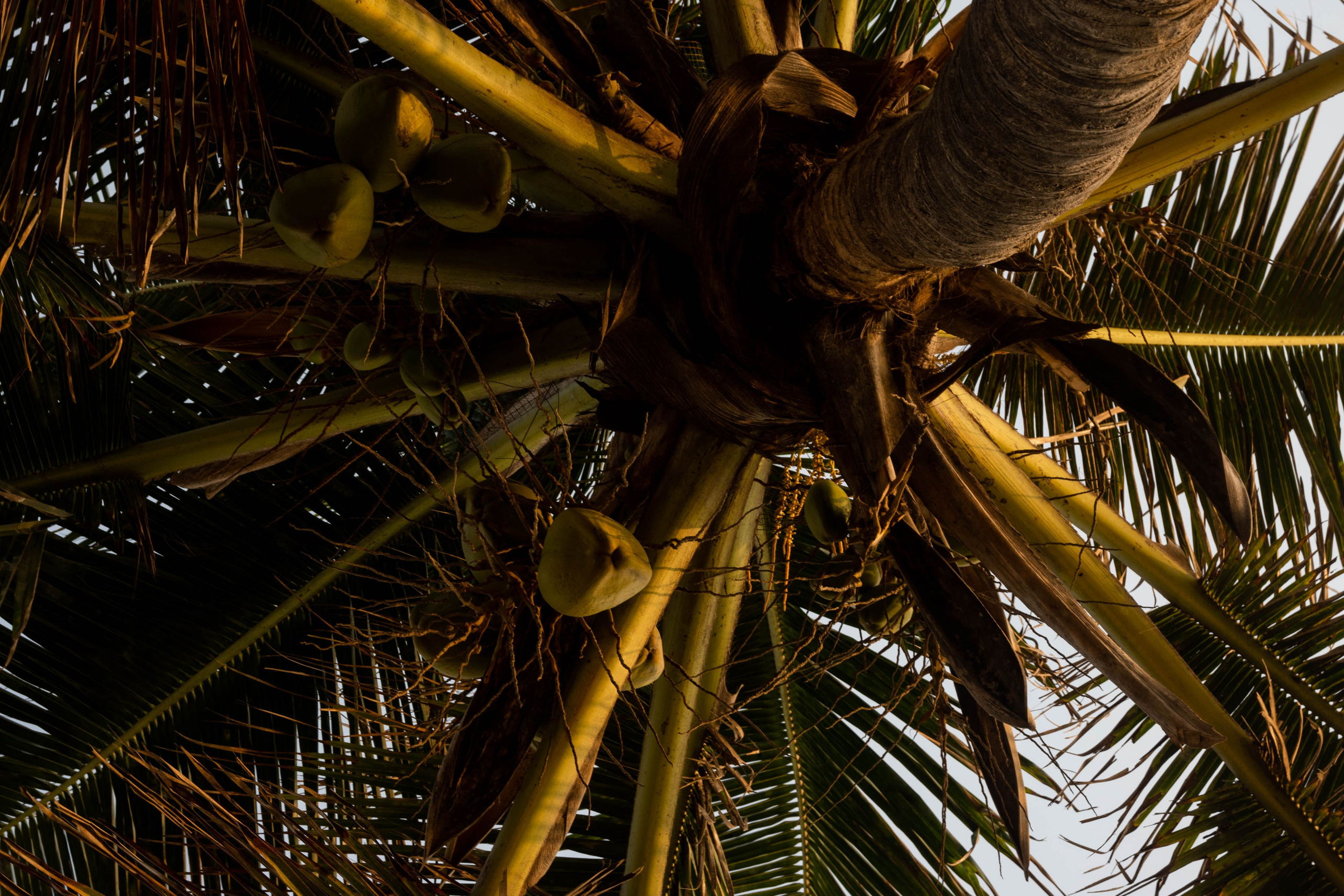 ИНДИЯ. Фотограф Анастасия Броварник в Санкт-Петербурге