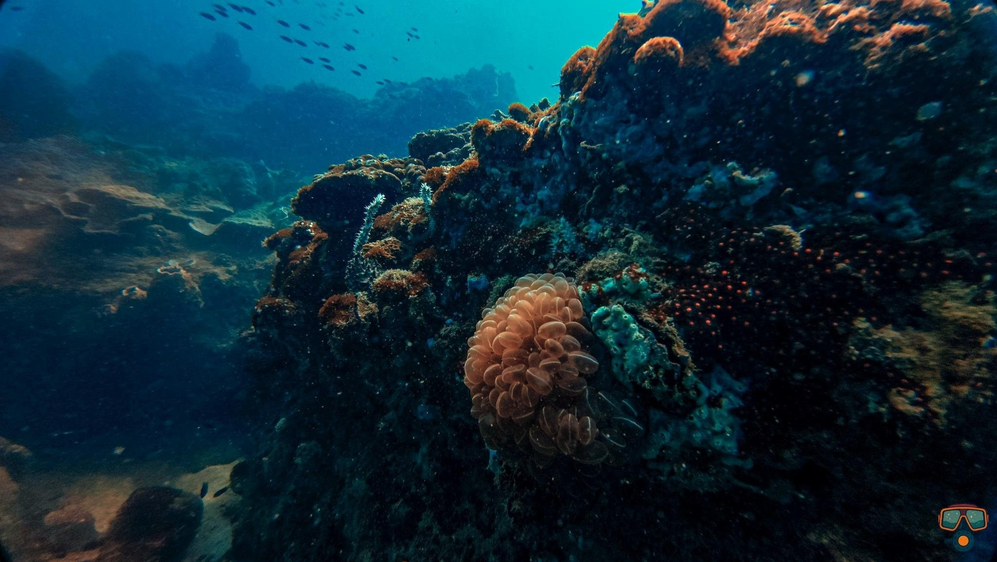 Дайвинг во Вьетнаме. Индивидуальные Экскурсии. Дайвинг во Вьетнаме. Индивидуальные Экскурсии