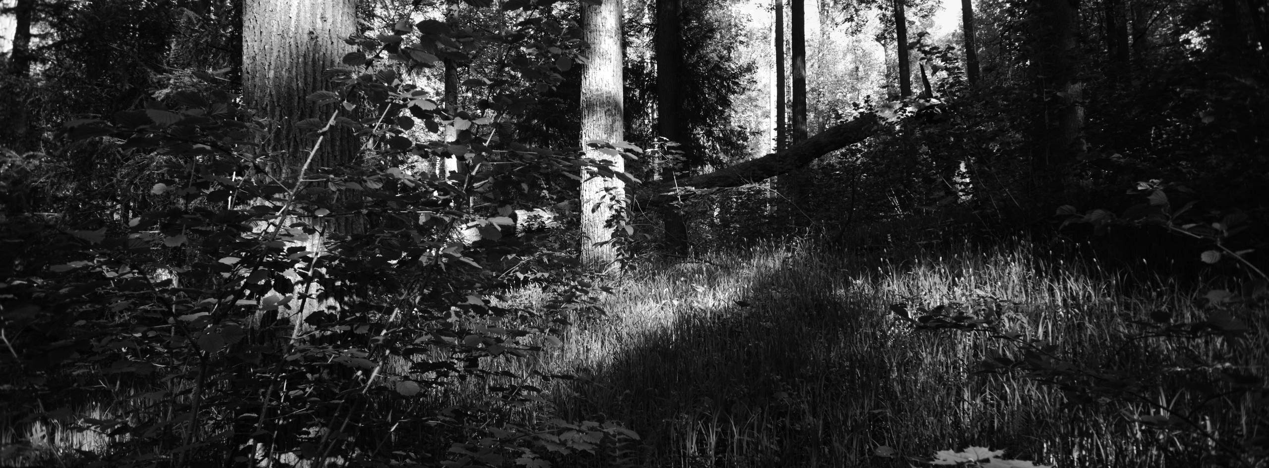 Усадьба Середниково. Художник | архитектор | дизайнер |Сергей Ратчин в Москве