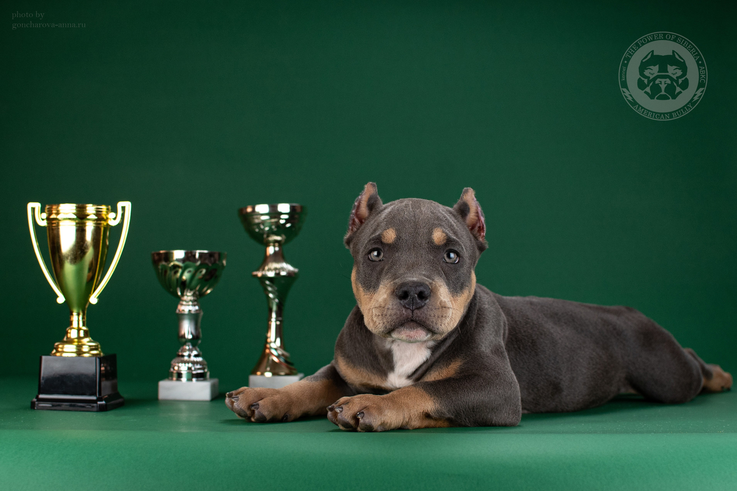 кобель на вязку American Bully в Новороссийске