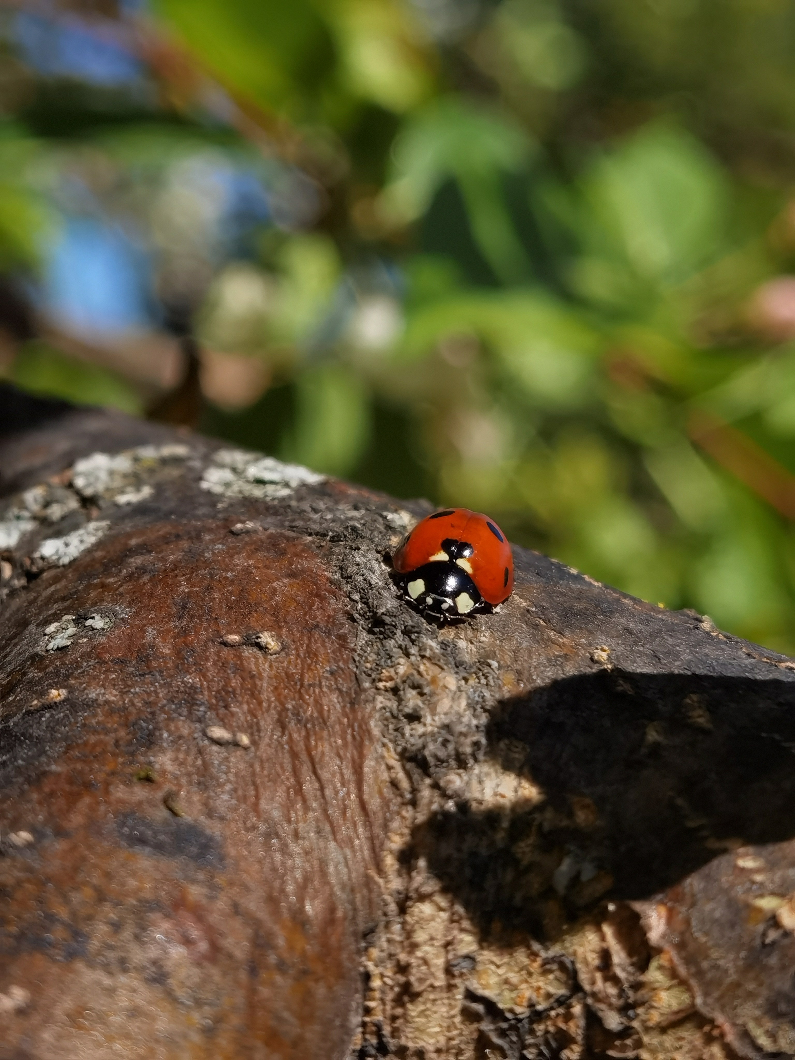 МК Мобильная фотография. Арт-фотограф Крис Л. в Тобольске: портрет, семейные, свадьбы