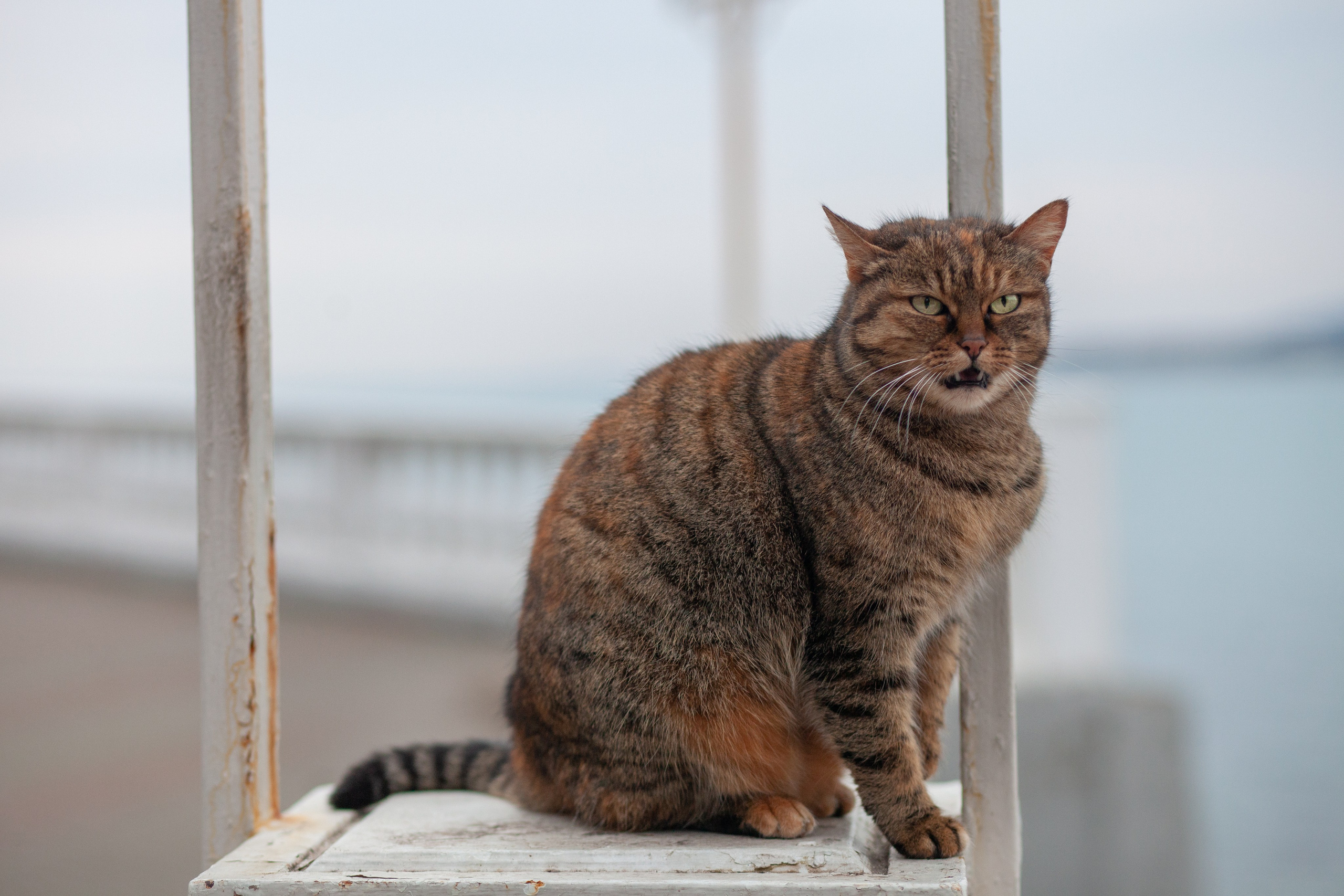 Улицы Люди на улицах Природа Животные — фотограф Оля Волчкова