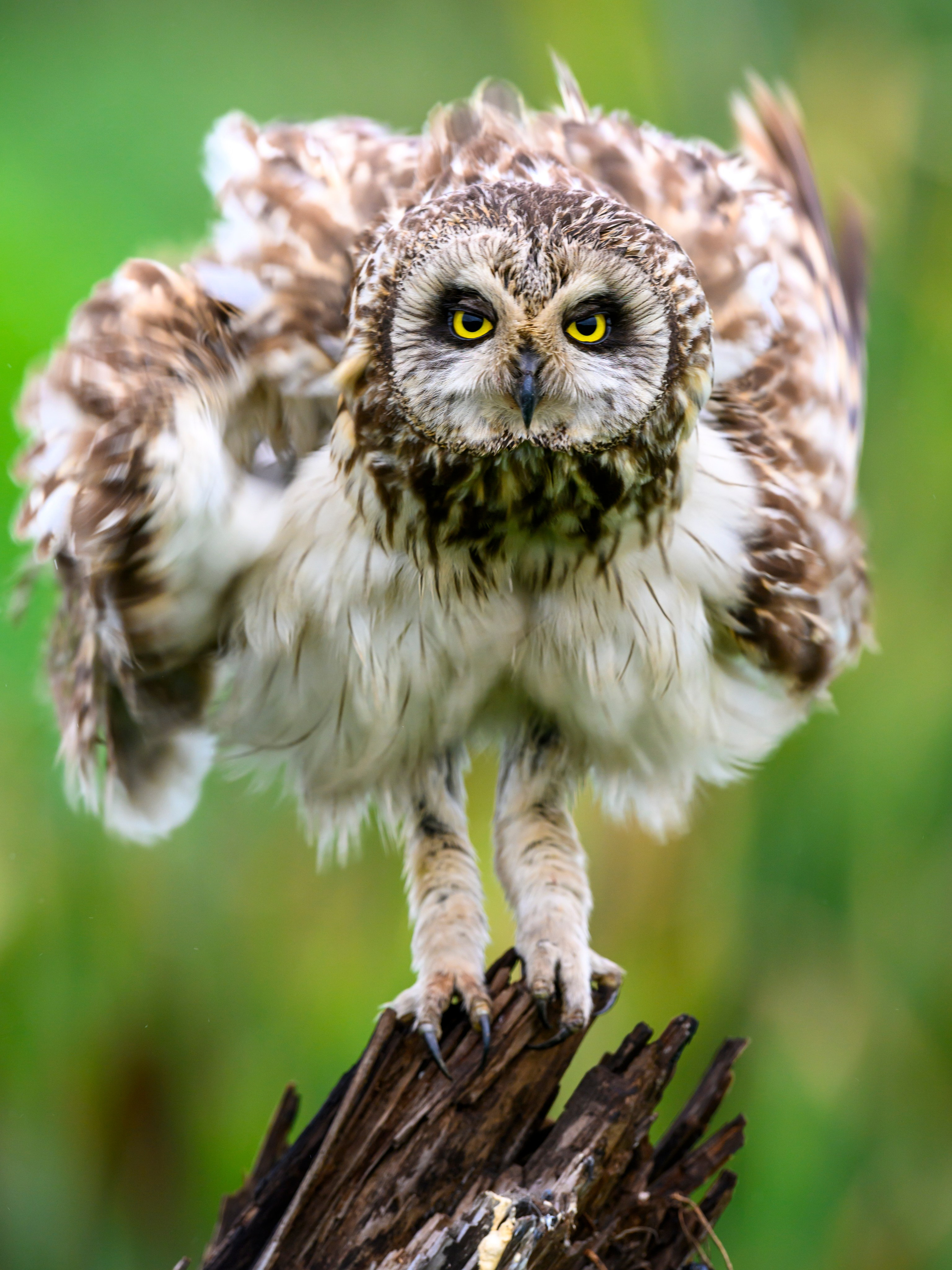 Эмоции совы. The emotions of the Owl. Wildlife photography by Sergey Puponin