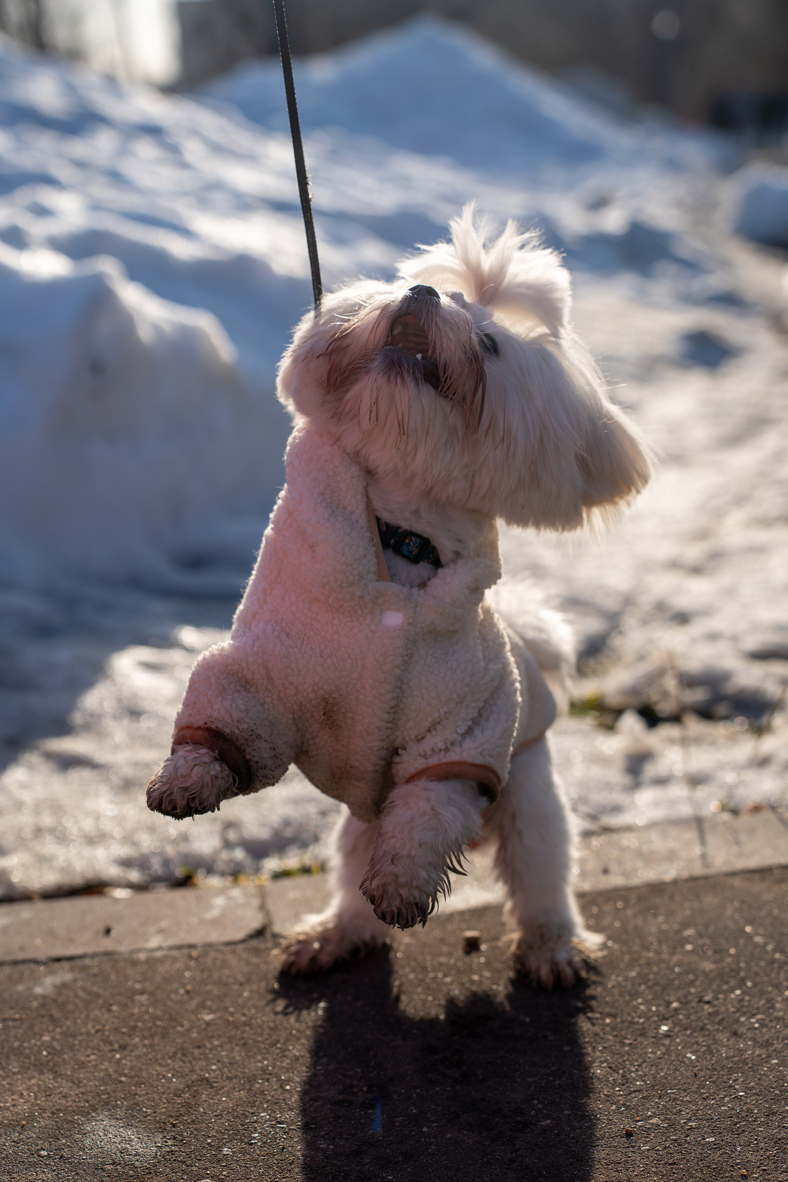 Фотограф Алиса Счастливая | Свадьбы, дети, спорт | Москва