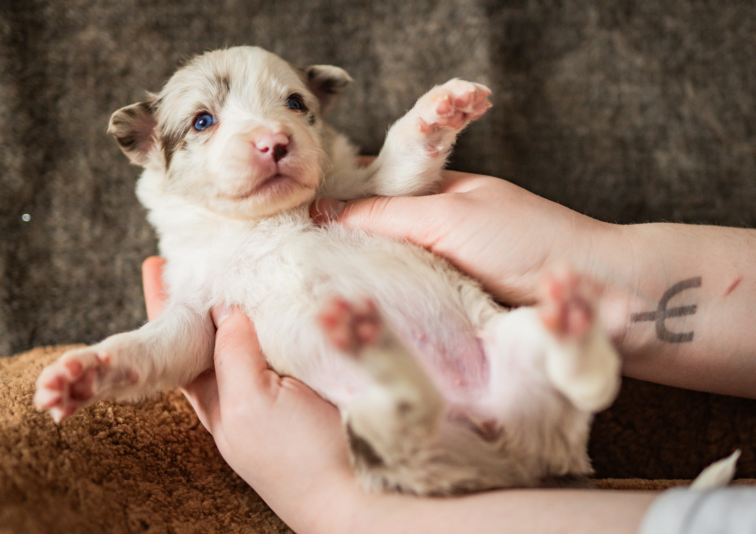 Фритсвит. Семейный фотограф Ефремова Виктория