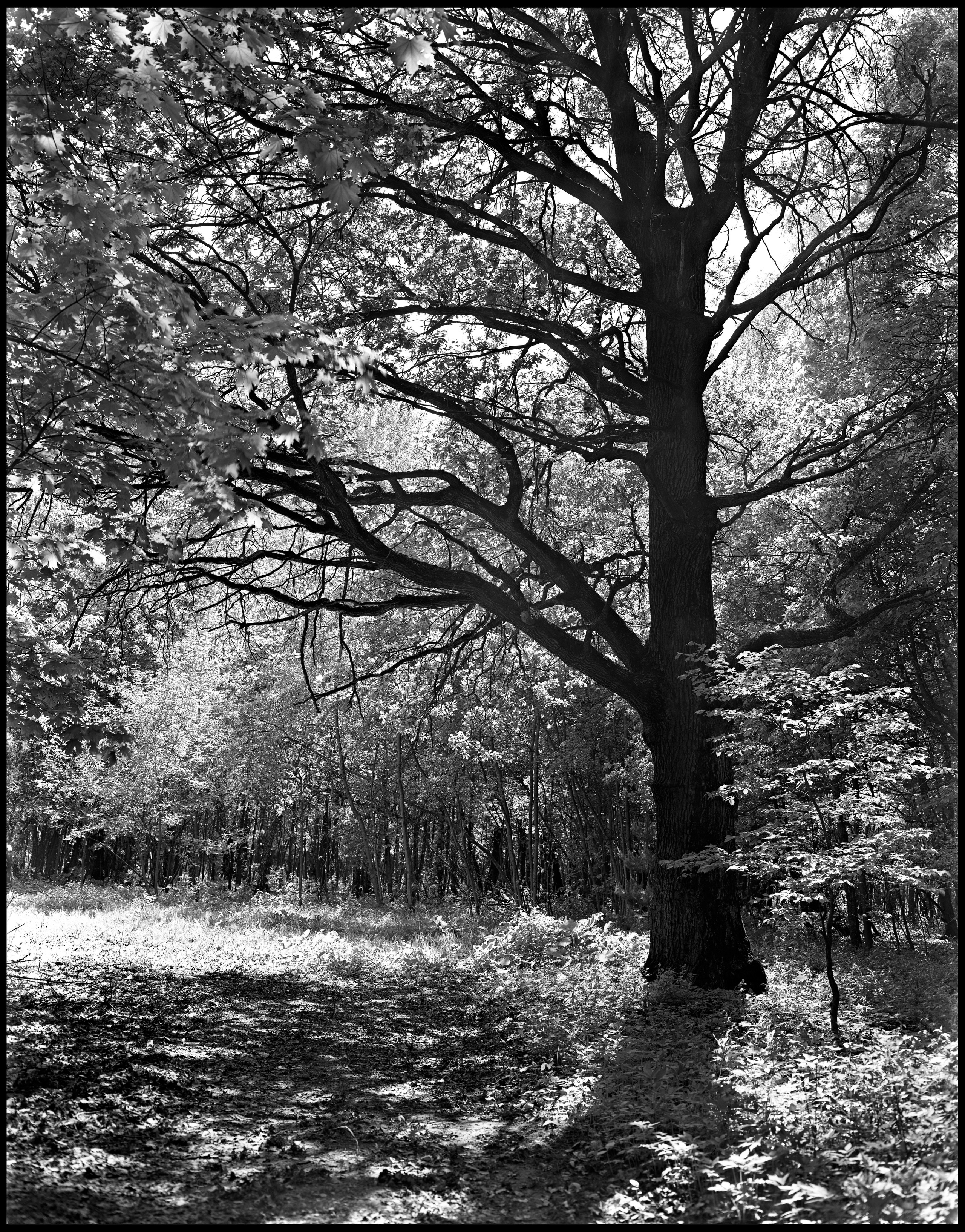 Landscape. Sergey Kondriuk art-photographer | artist