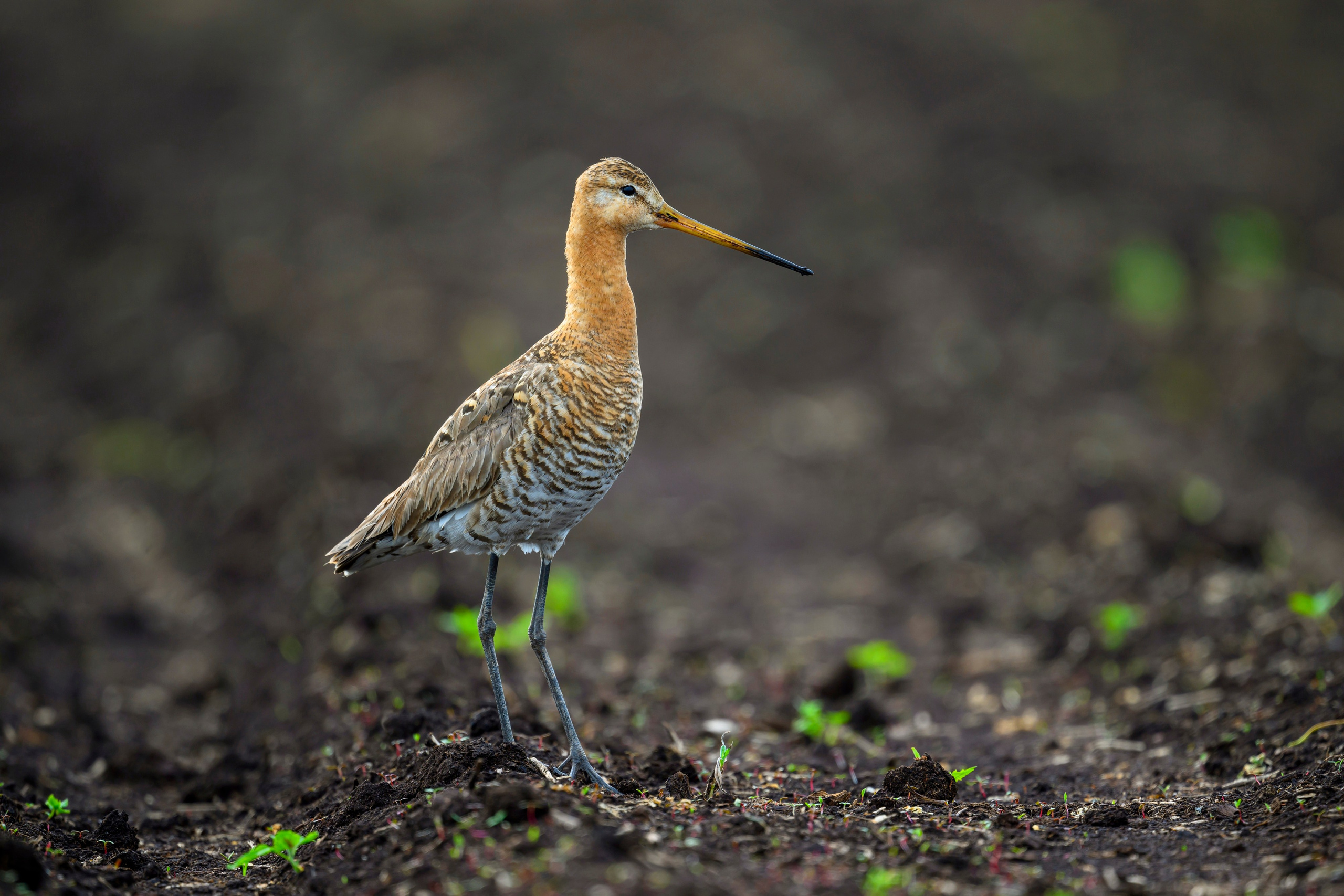 Веретенник и скворцы. Wildlife photography by Sergey Puponin