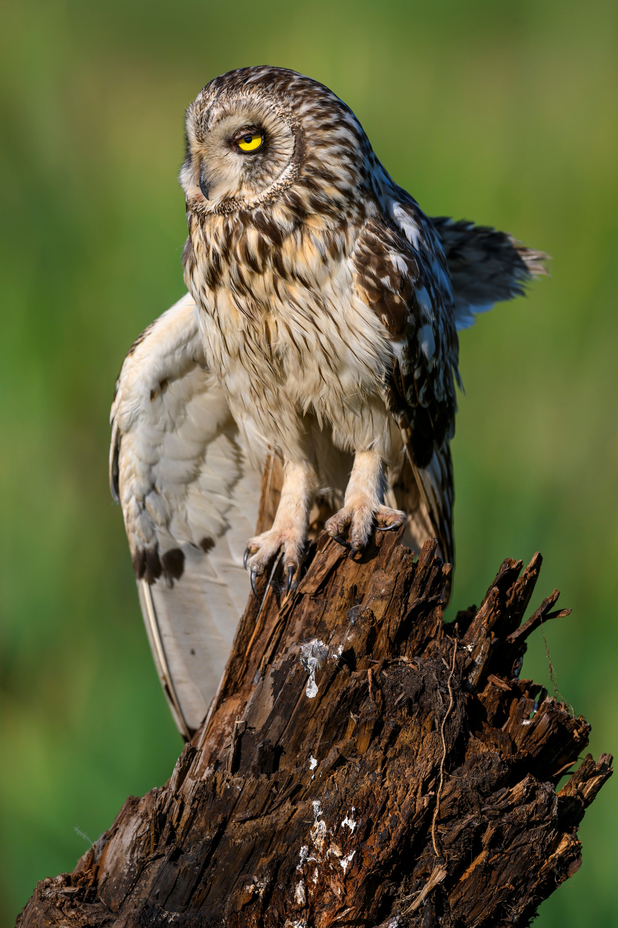 Портреты совы. Owl Portraits. Wildlife photography by Sergey Puponin