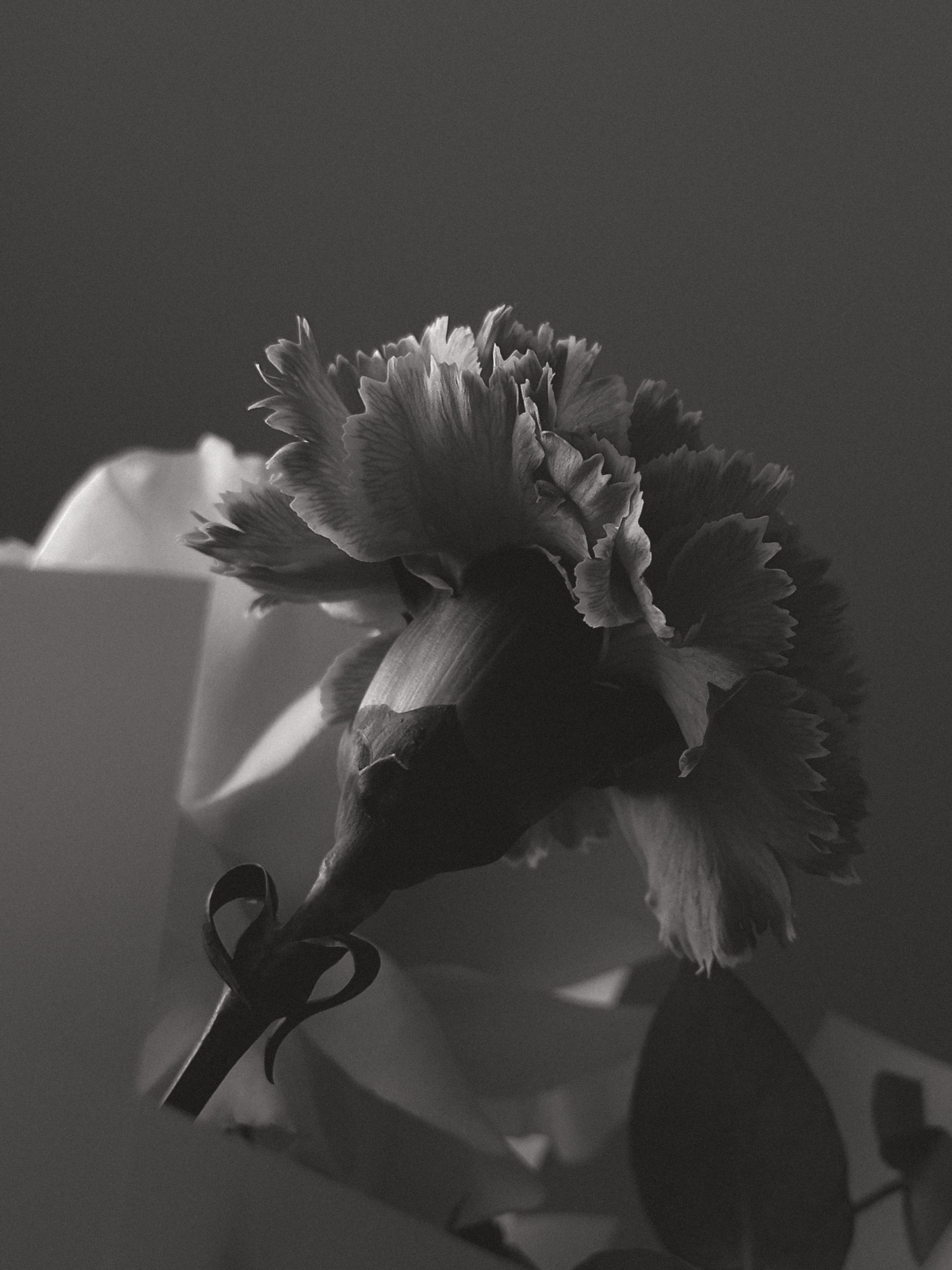 Мобильная съемка. Интерьерный фотограф в Санкт-Петербурге Диана Аносова