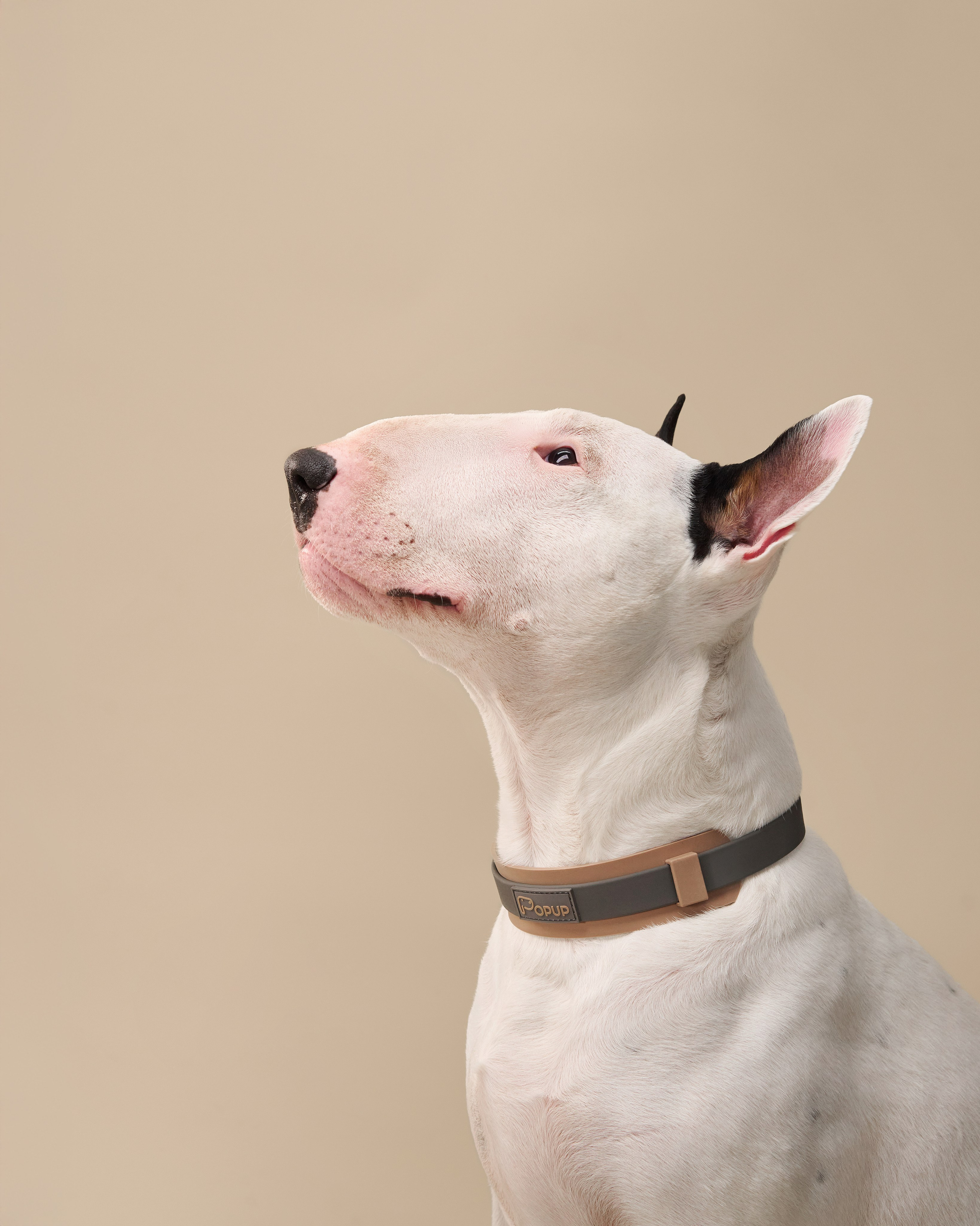Pet Advertising Photography | Commercial Shoots with Dogs & Cats. Dog photographer Averianova Anna — Art photography of dogs