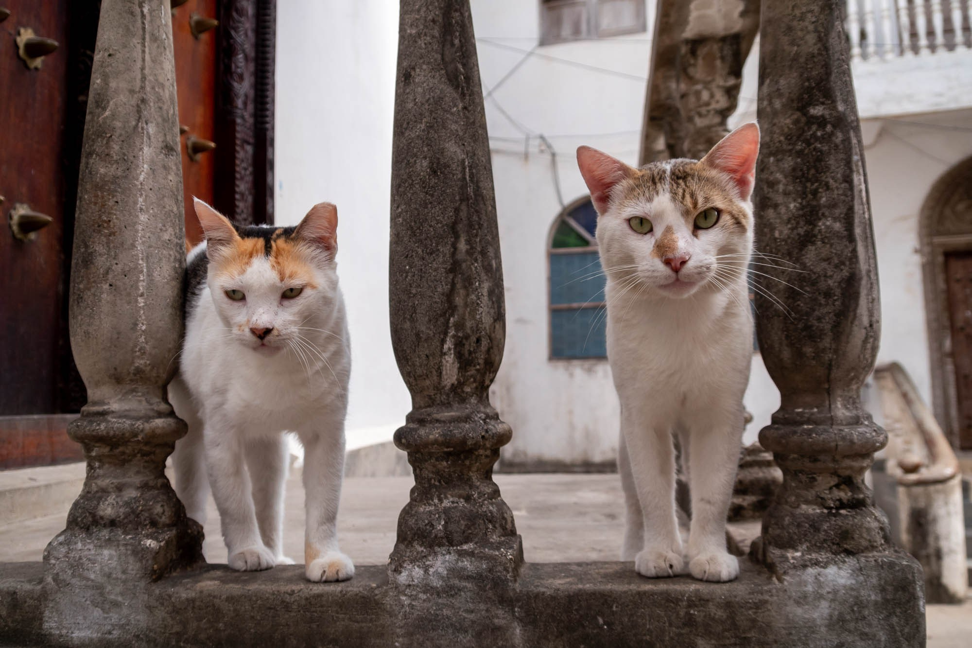 Остров Занзибар, г. Стоун Таун (Занзибар) Zanzibar Island, Stone Town (Zanzibar). Фотограф Алексей Скоробогатько