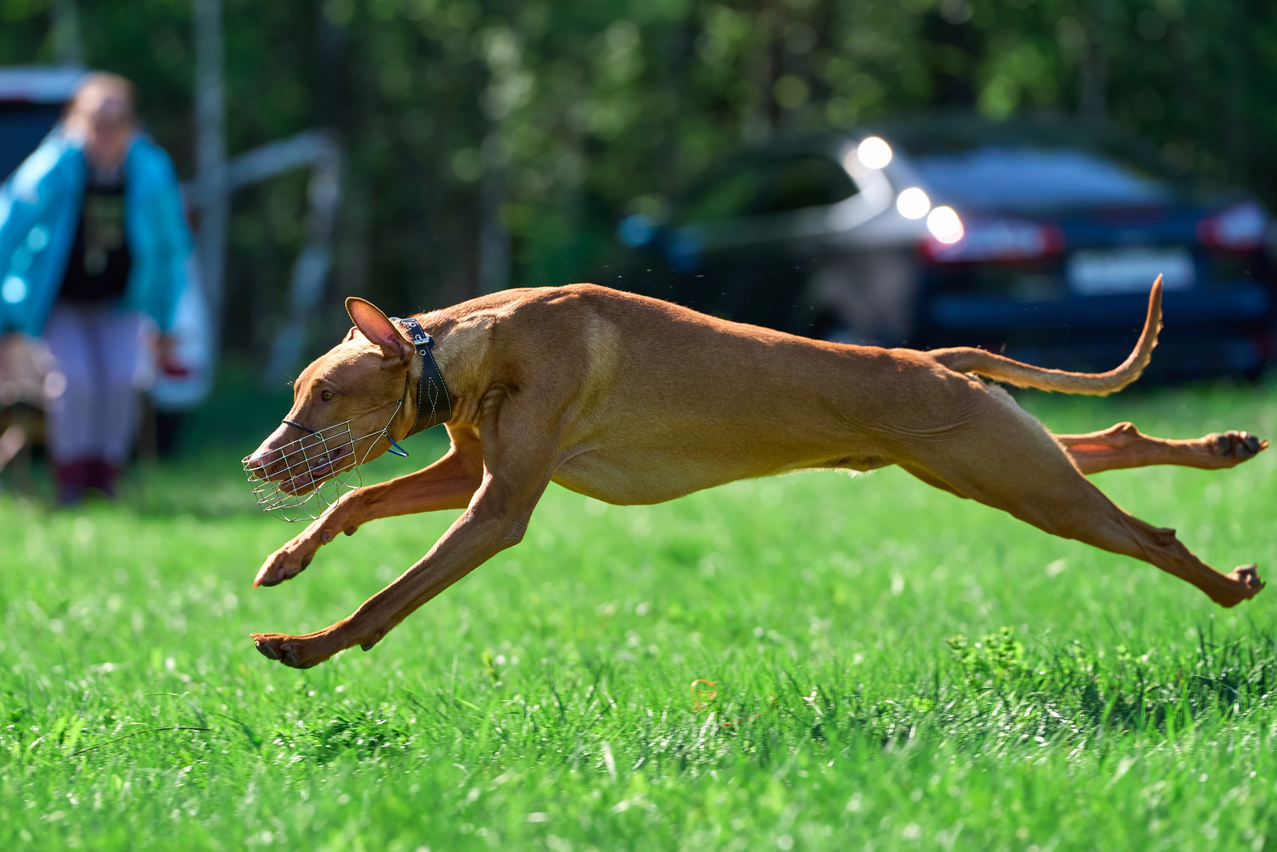 Тренировка по курсингу Донино. Фотограф-анималист Михаил Манухин