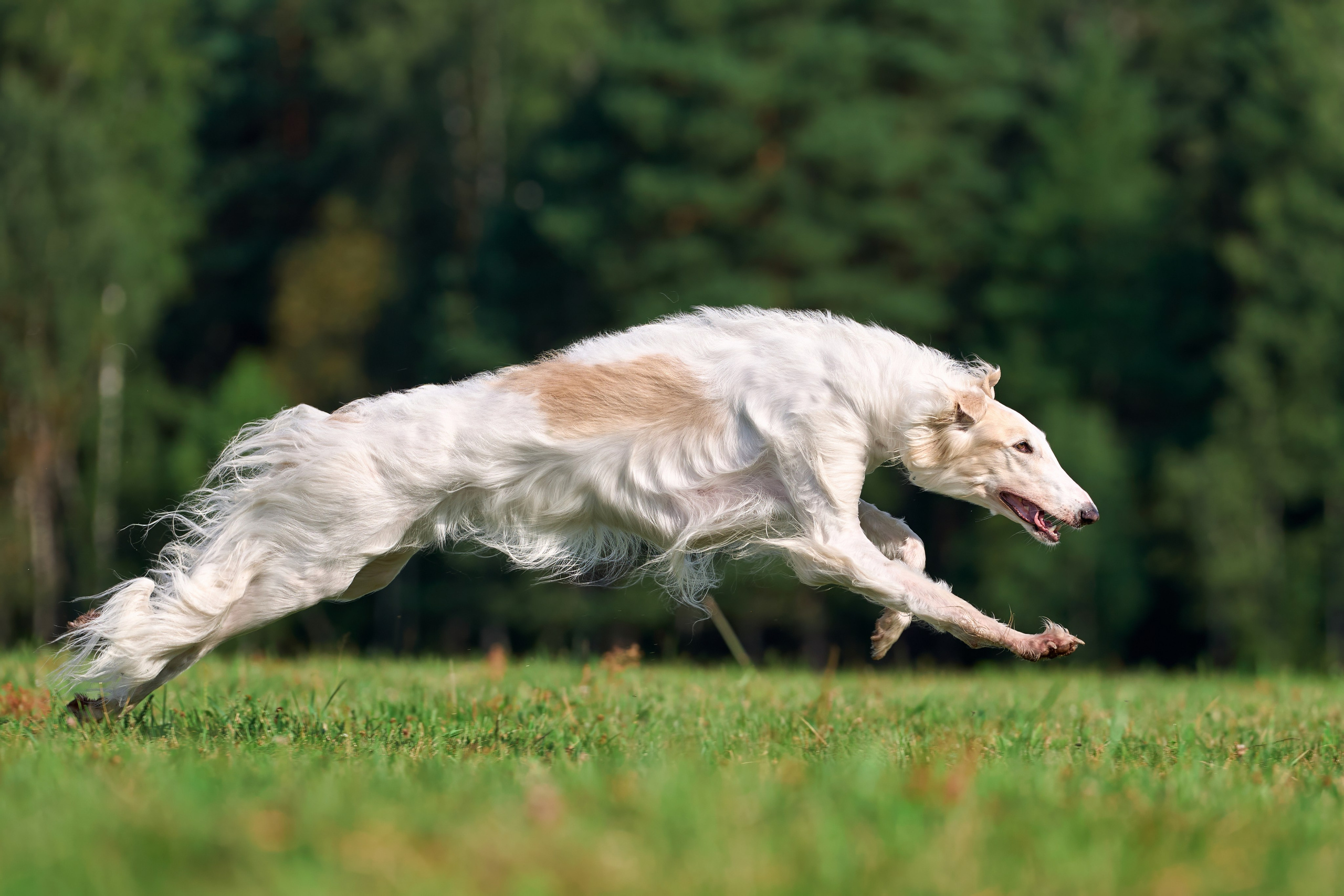 Тренировка в Донино. Фотограф-анималист Михаил Манухин