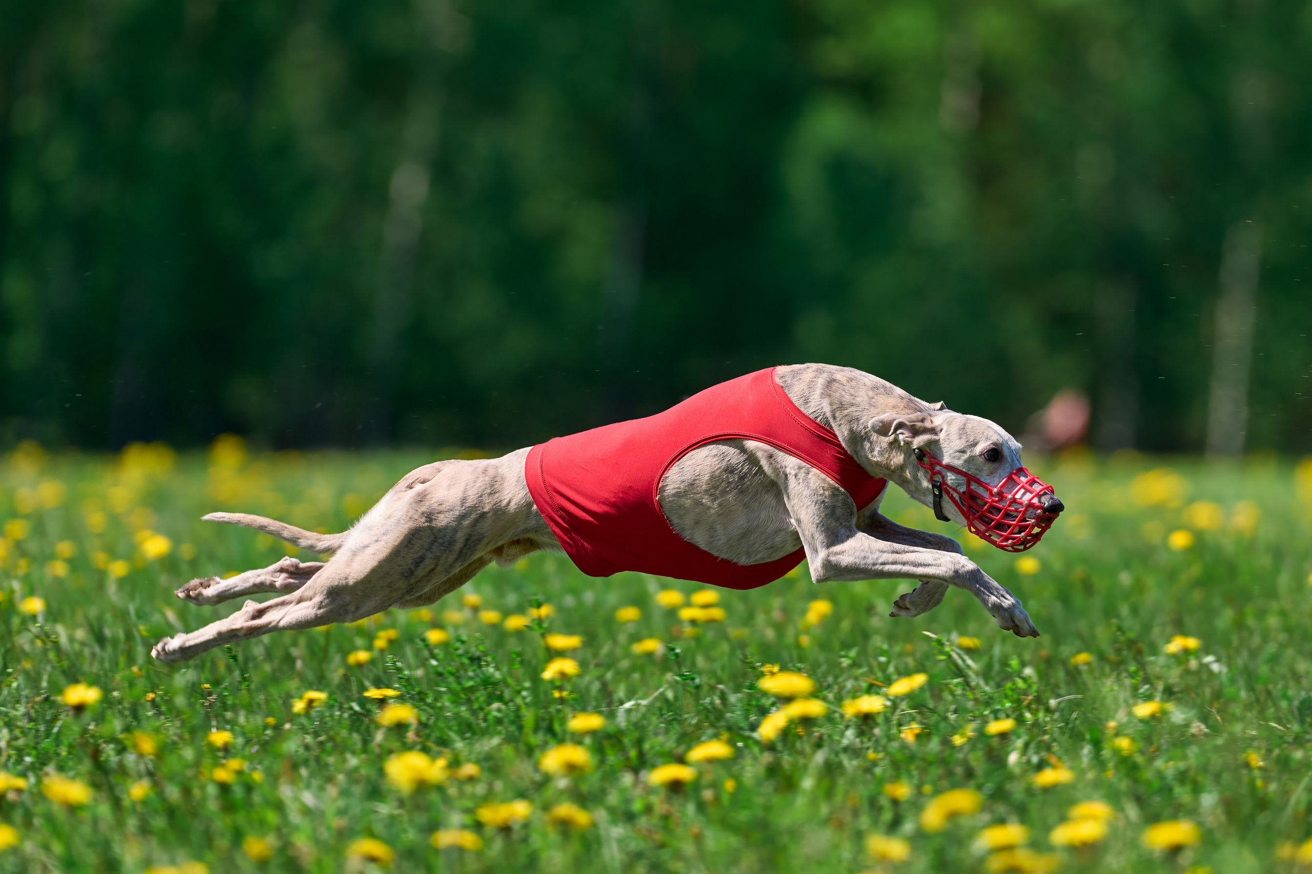 Квалификация по курсингу Донино. Фотограф-анималист Михаил Манухин