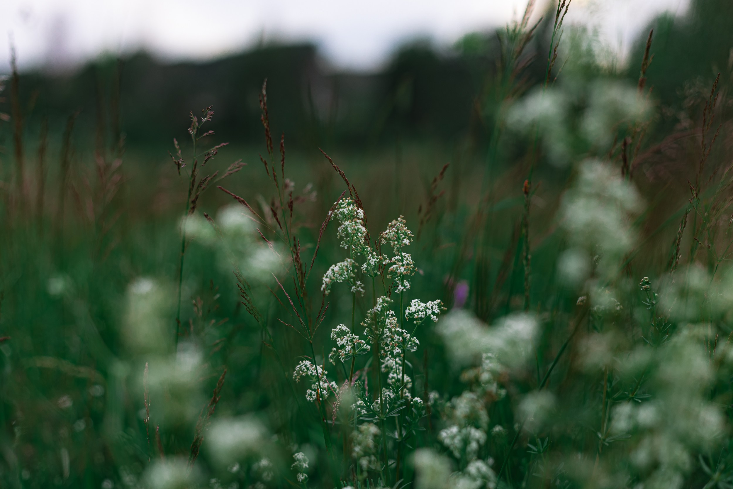 Лошади в поле. Фотограф в Санкт-Петербурге и Москве Наталья Милли