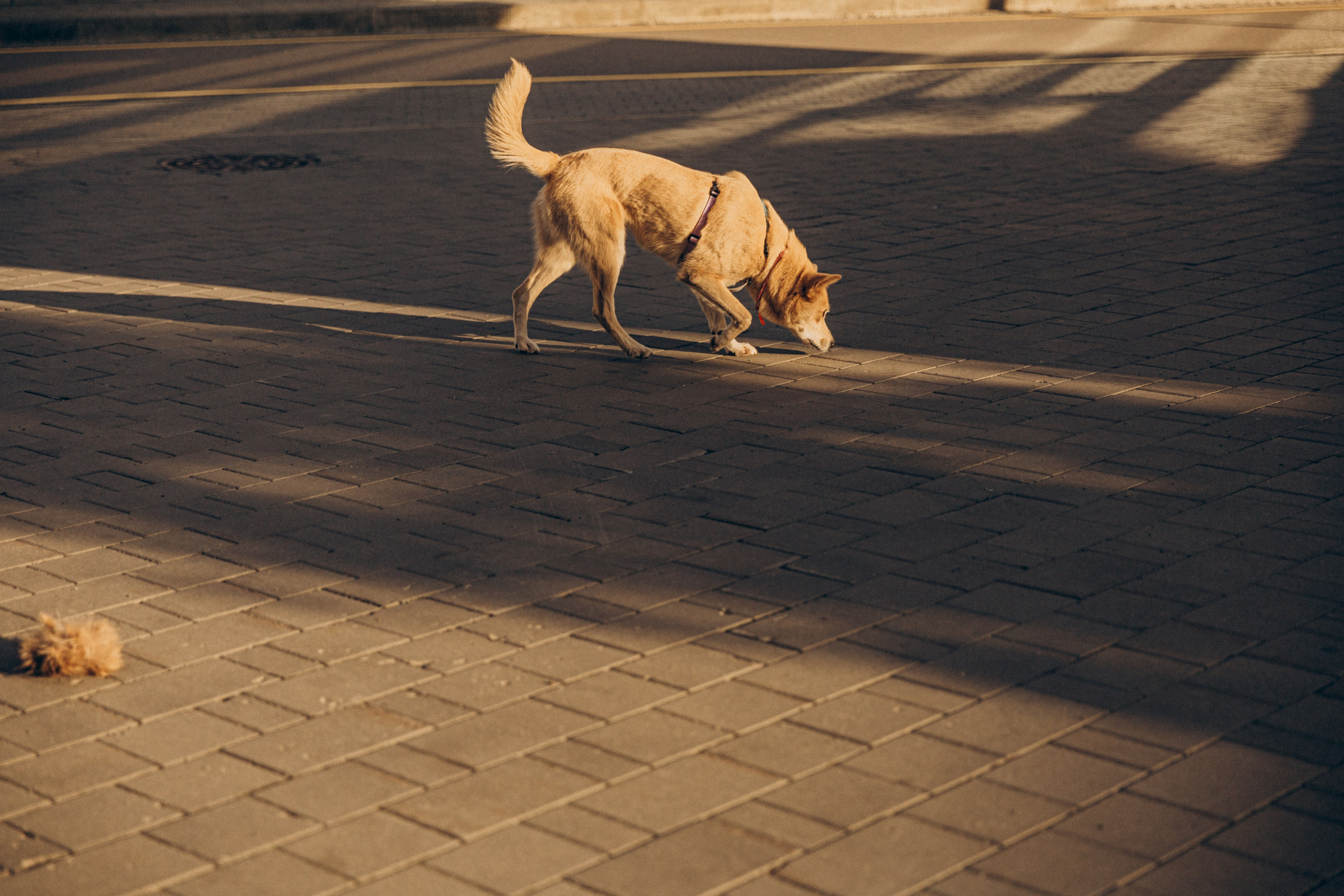 Фотограф-анималист в Москве Соломонова Варвара