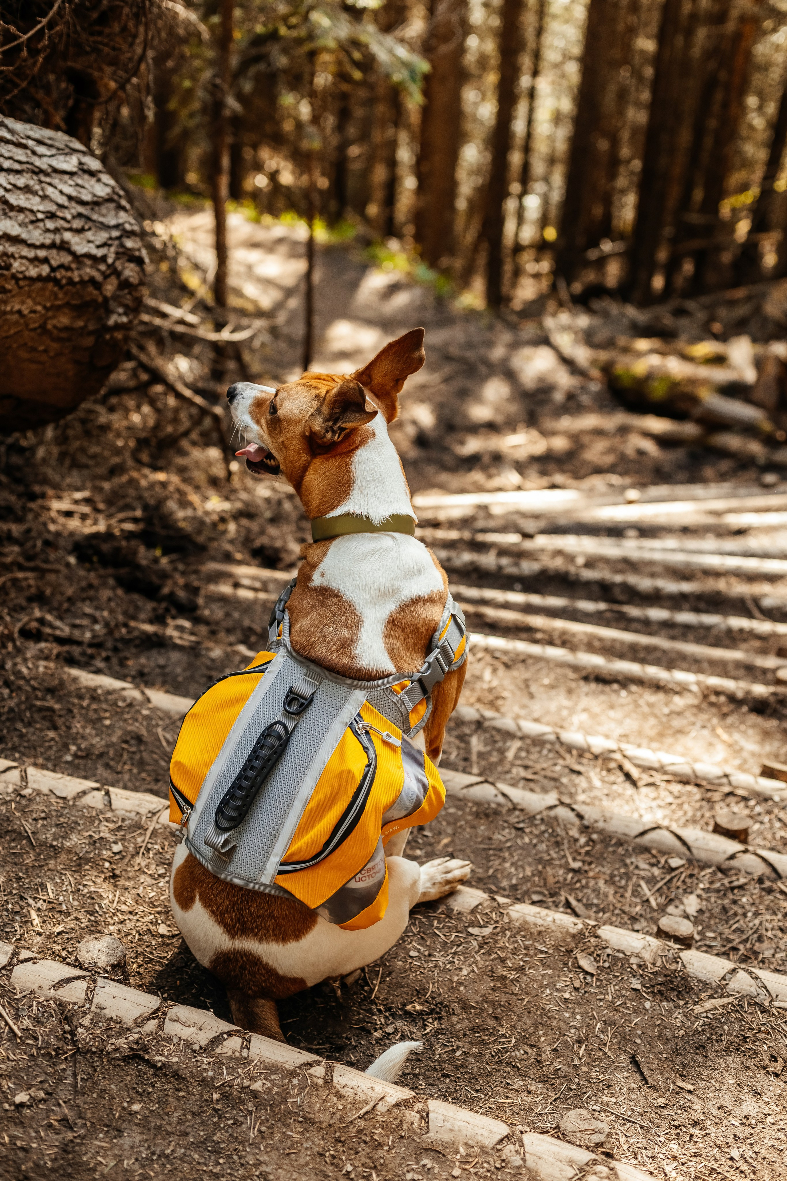 Портфолио animal. Фотограф — анималист Маргарита Хелбен Краснодар