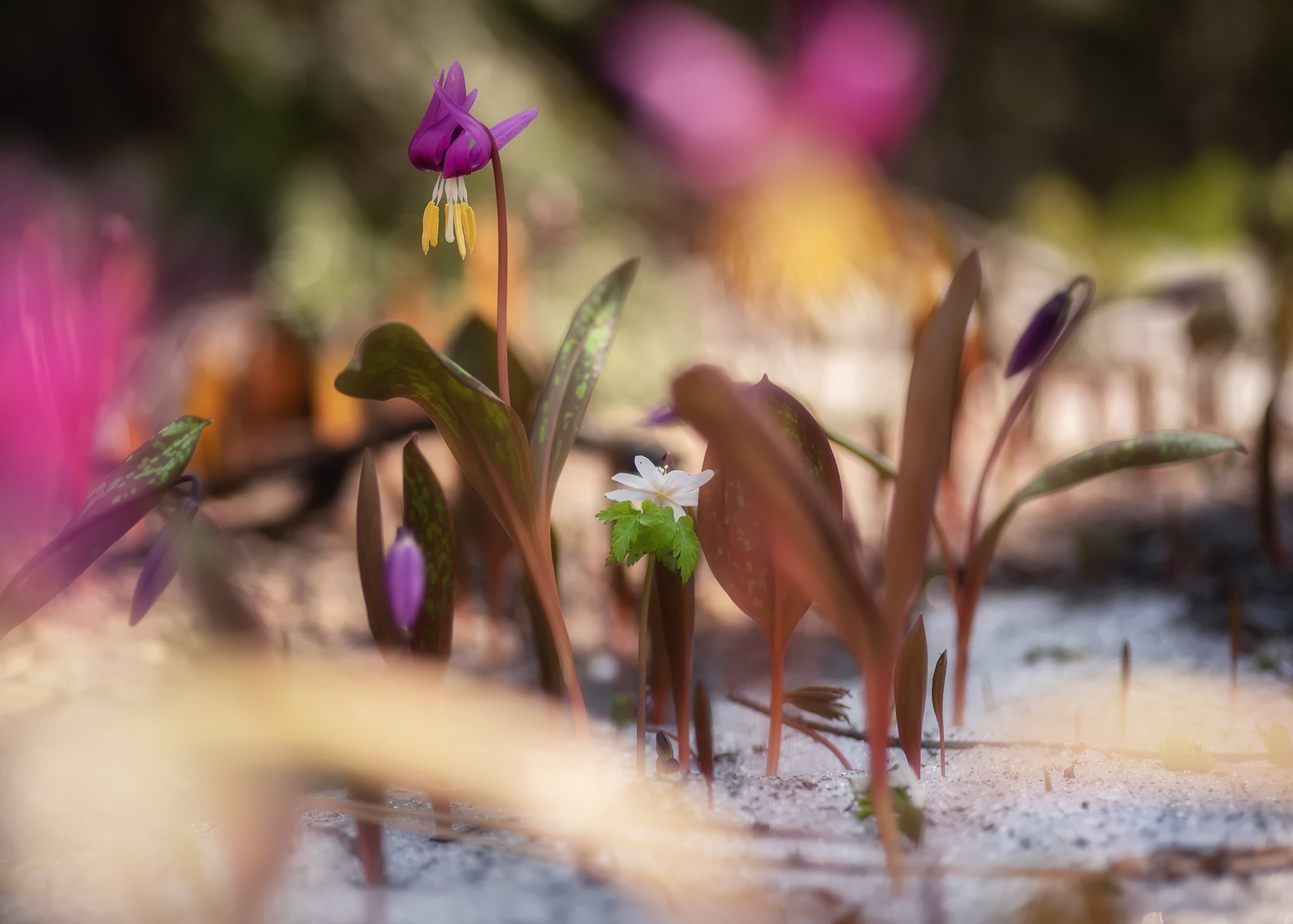 Победившие зиму. Граница Национального парка "Салаир", Тогульский район, май 2023