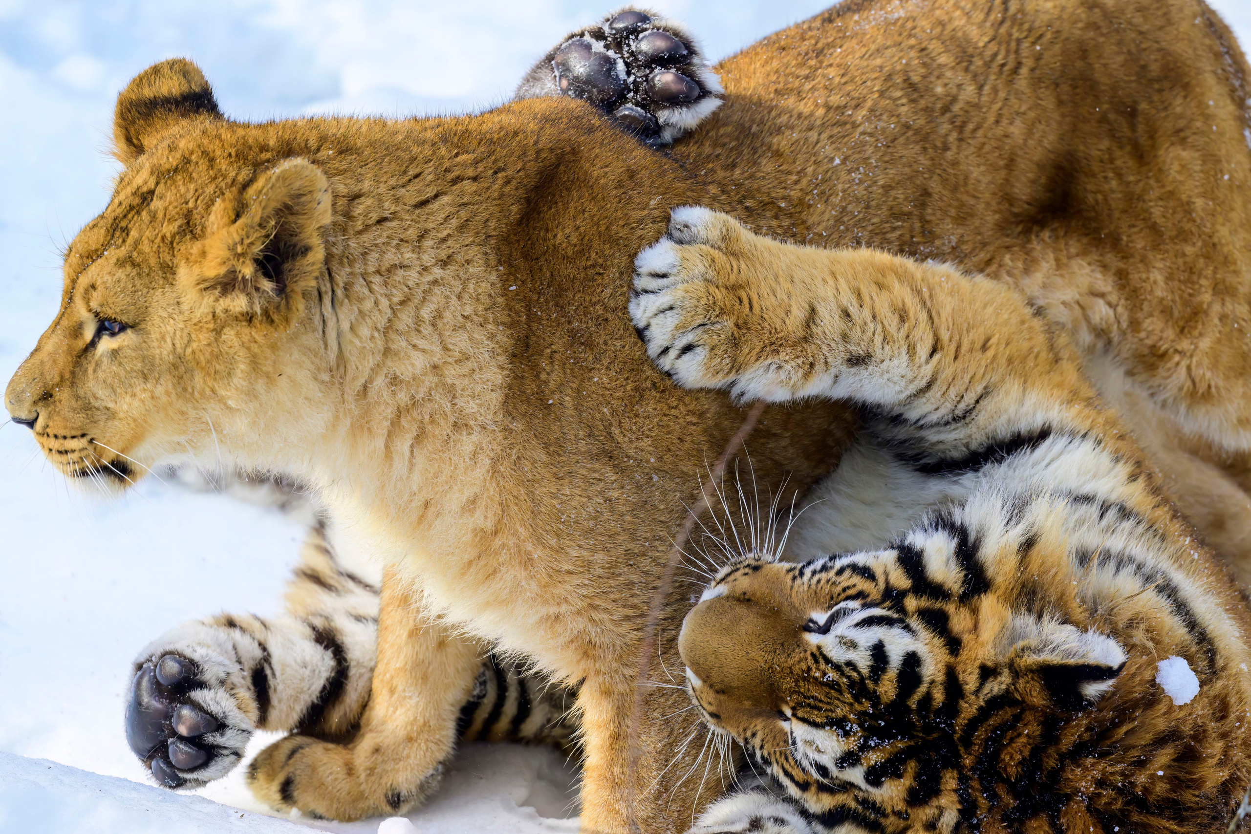 Подмосковный сафари-парк. Wildlife photography by Sergey Puponin