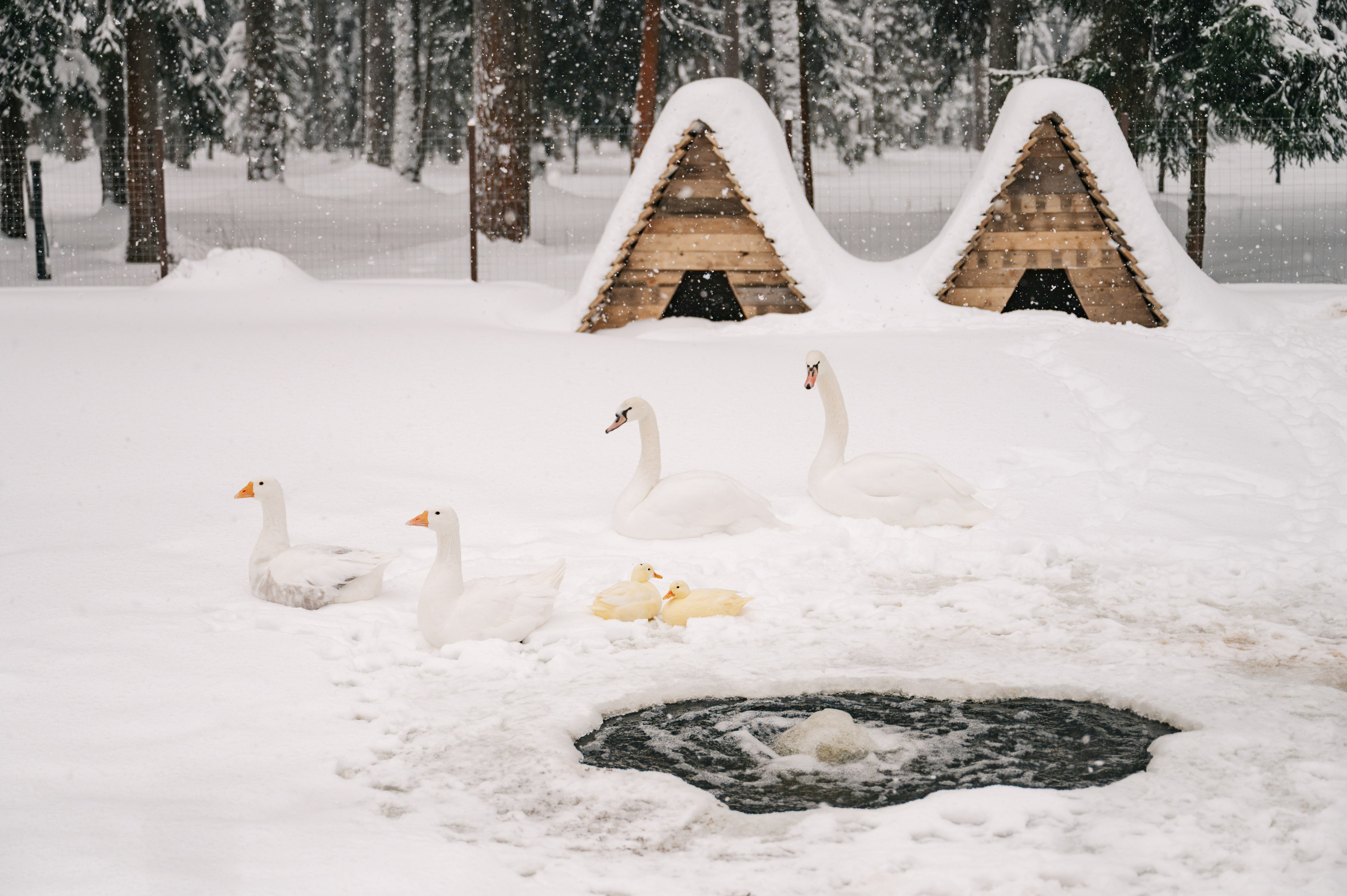 Фотосъемка для наполнения сайта загородного отеля Барин. Свадебный и семейный фотограф Виктория Носачёва. Щелково, Москва и МО