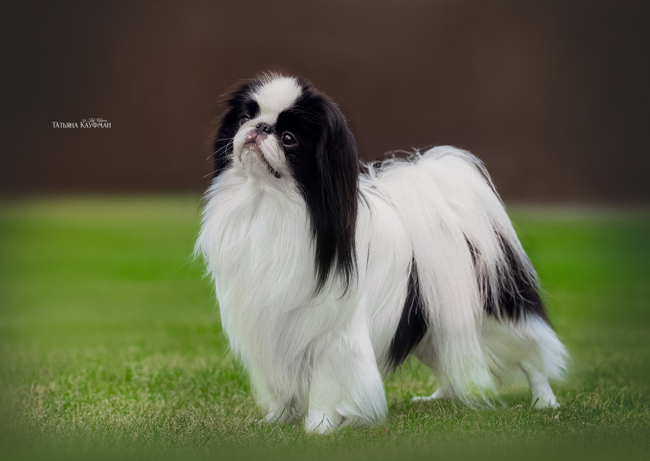 Японский хин, фотография японский хин, собака в цветах, красивая собака, фотограф анималист, фотокурс Анималистика, научиться фотографировать собак, фотограф Новосибирск