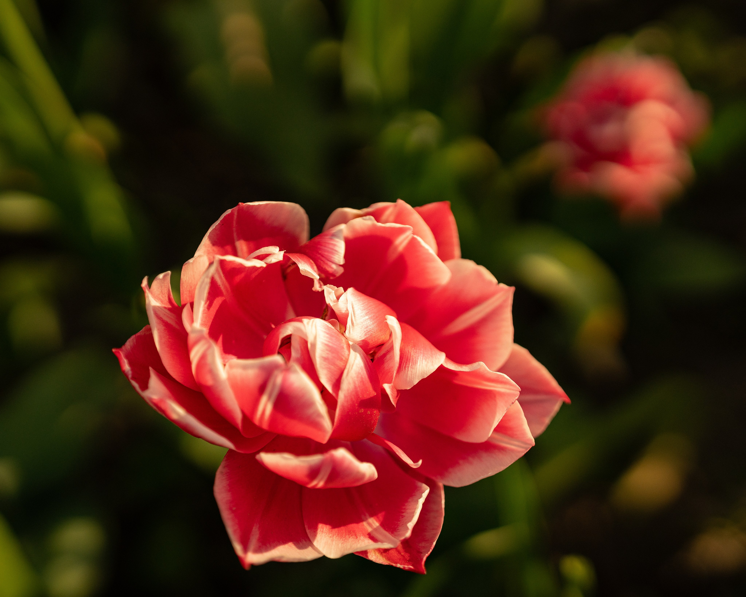 Прогулка в Коломенском парке. Портретный и семейный фотограф в Москве/Видное