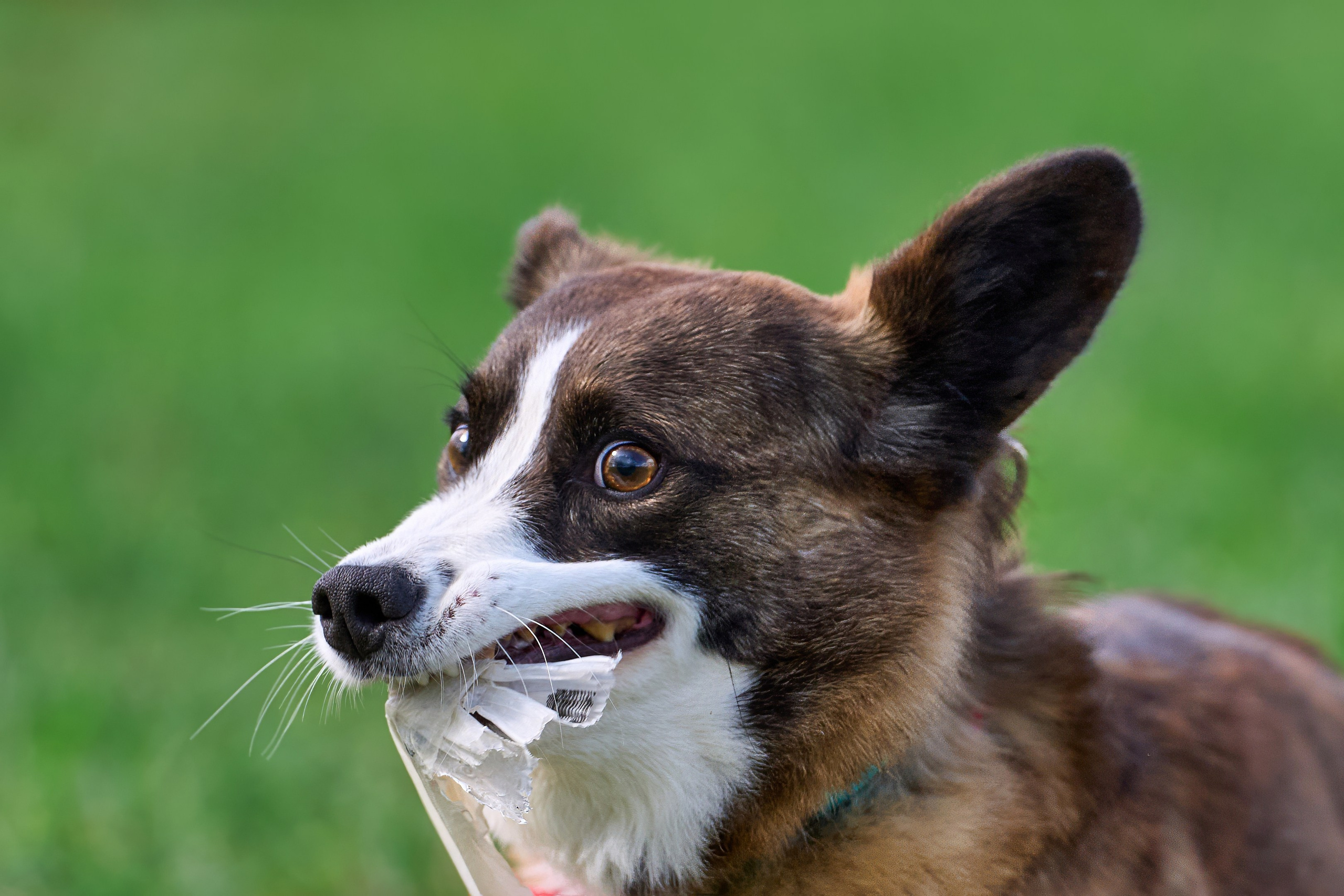 Тренировка по курсингу «на Ярославке». Фотограф-анималист Михаил Манухин