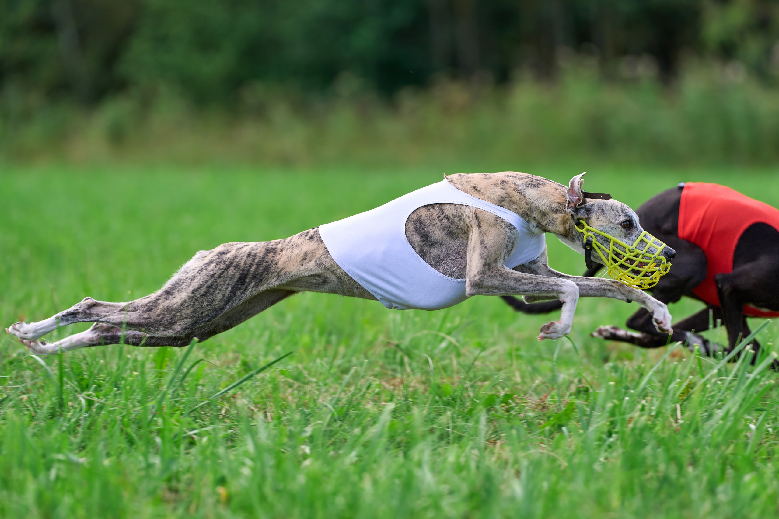 Тренировка в Донино. Фотограф-анималист Михаил Манухин