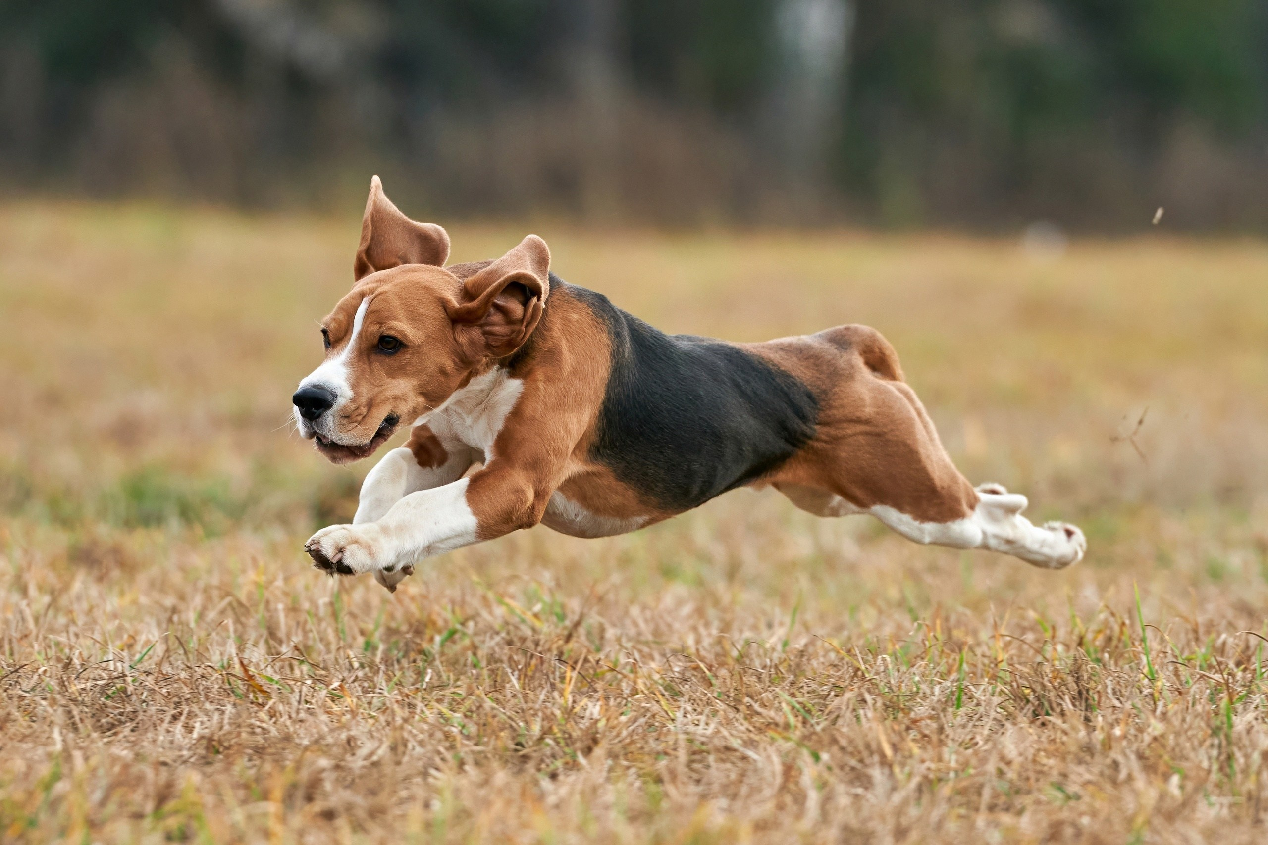 Состязания свор «Тройки». Фотограф-анималист Михаил Манухин