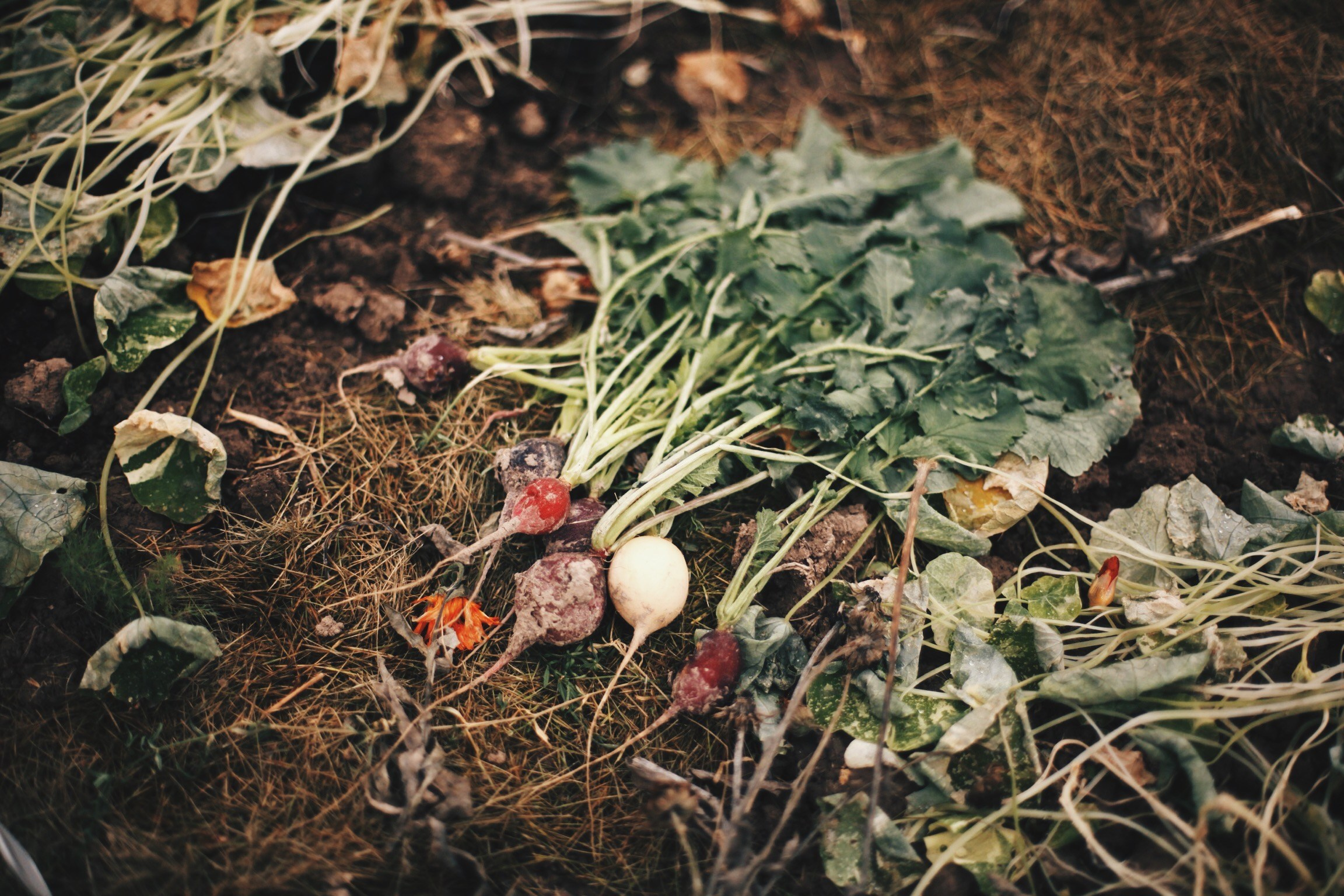 Семейные съемки. Ксения Плотникова