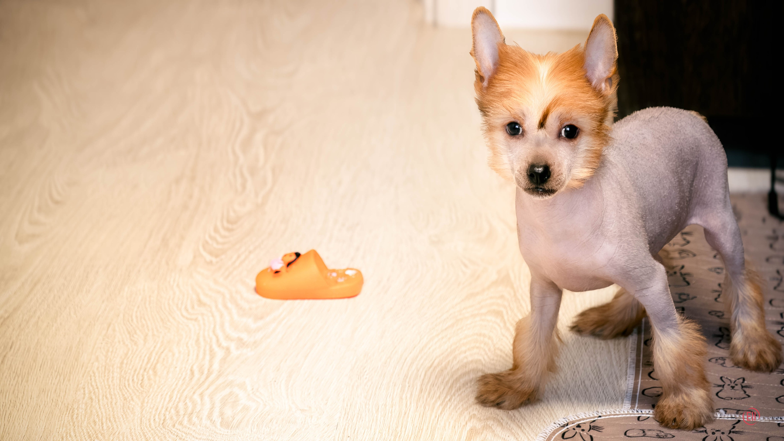 Poale Ell Gloria. Chinese Crested Dog Kennel Poale Ell